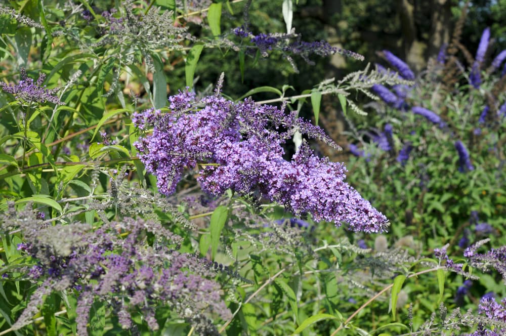 Remove Faded And Withered Buddleja Panicles - It's The Secret To More Flowers