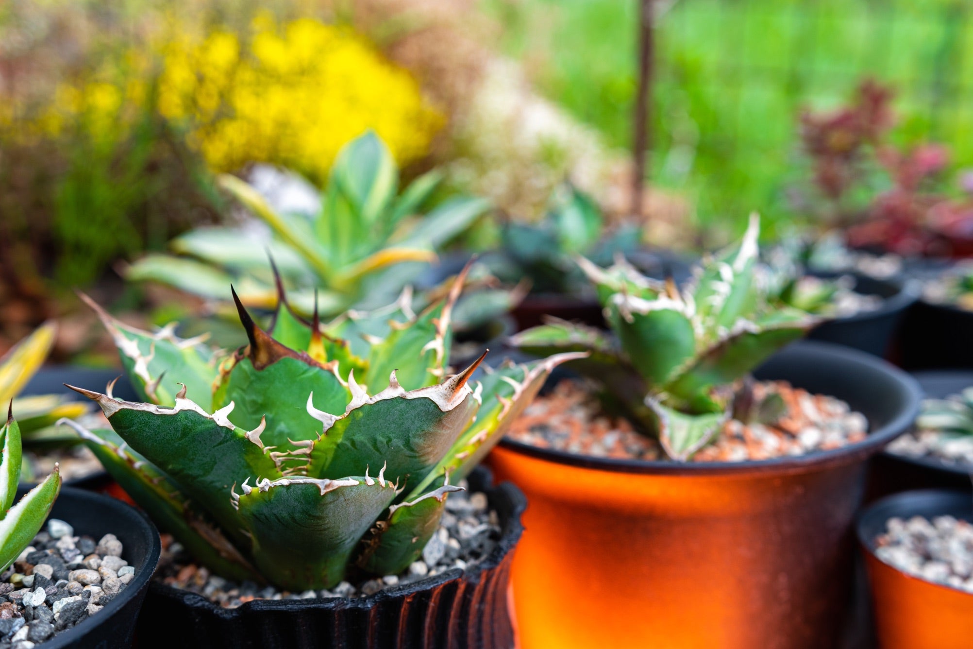 potted agave plants of different varieties growing outside in front of a garden