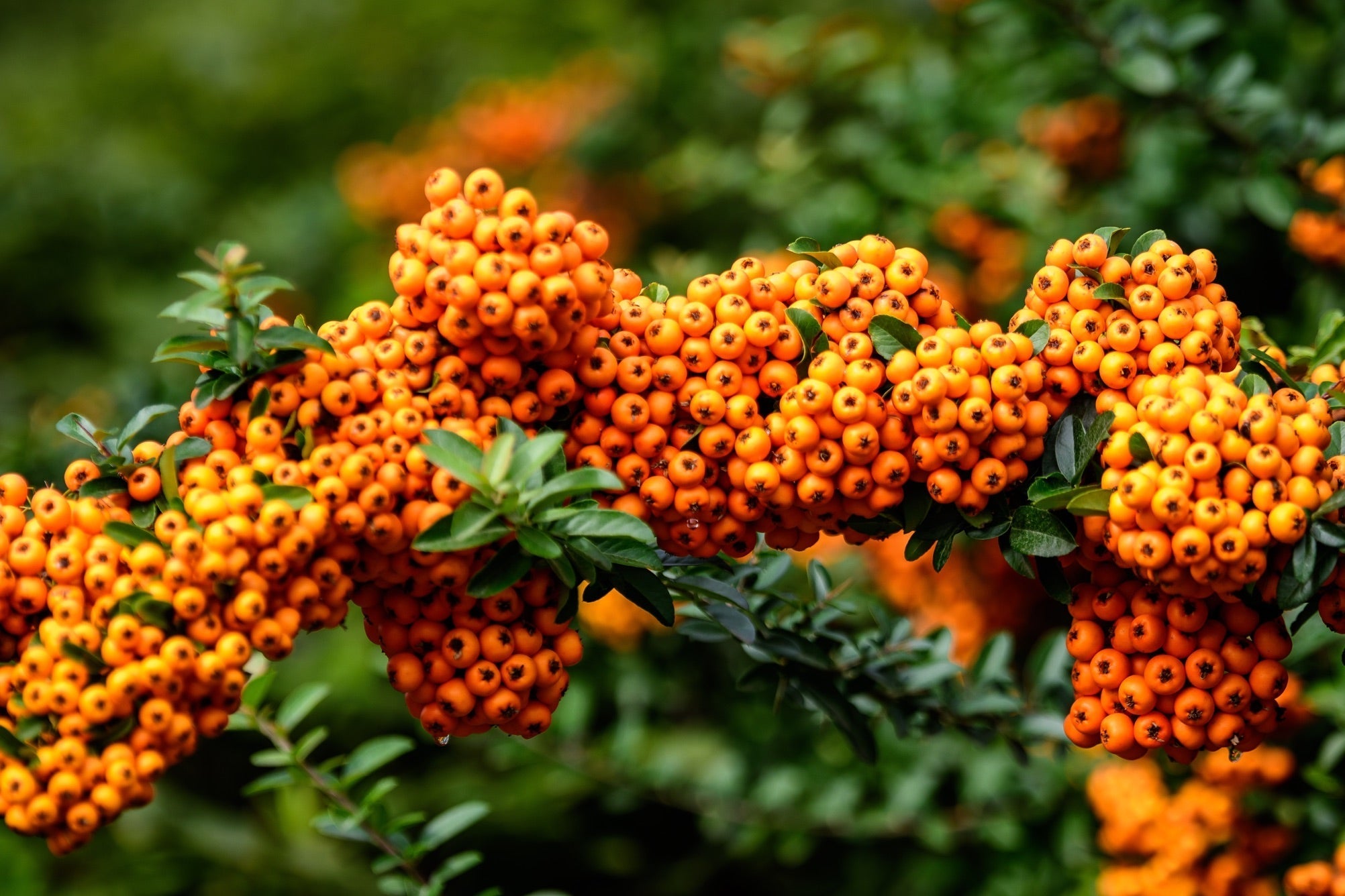 small orange berries growing from a Pyracantha plant with its green foliage in the background