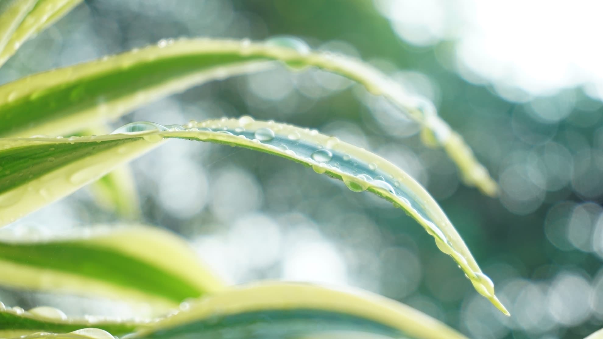 Dracaena sanderiana with wet leaves