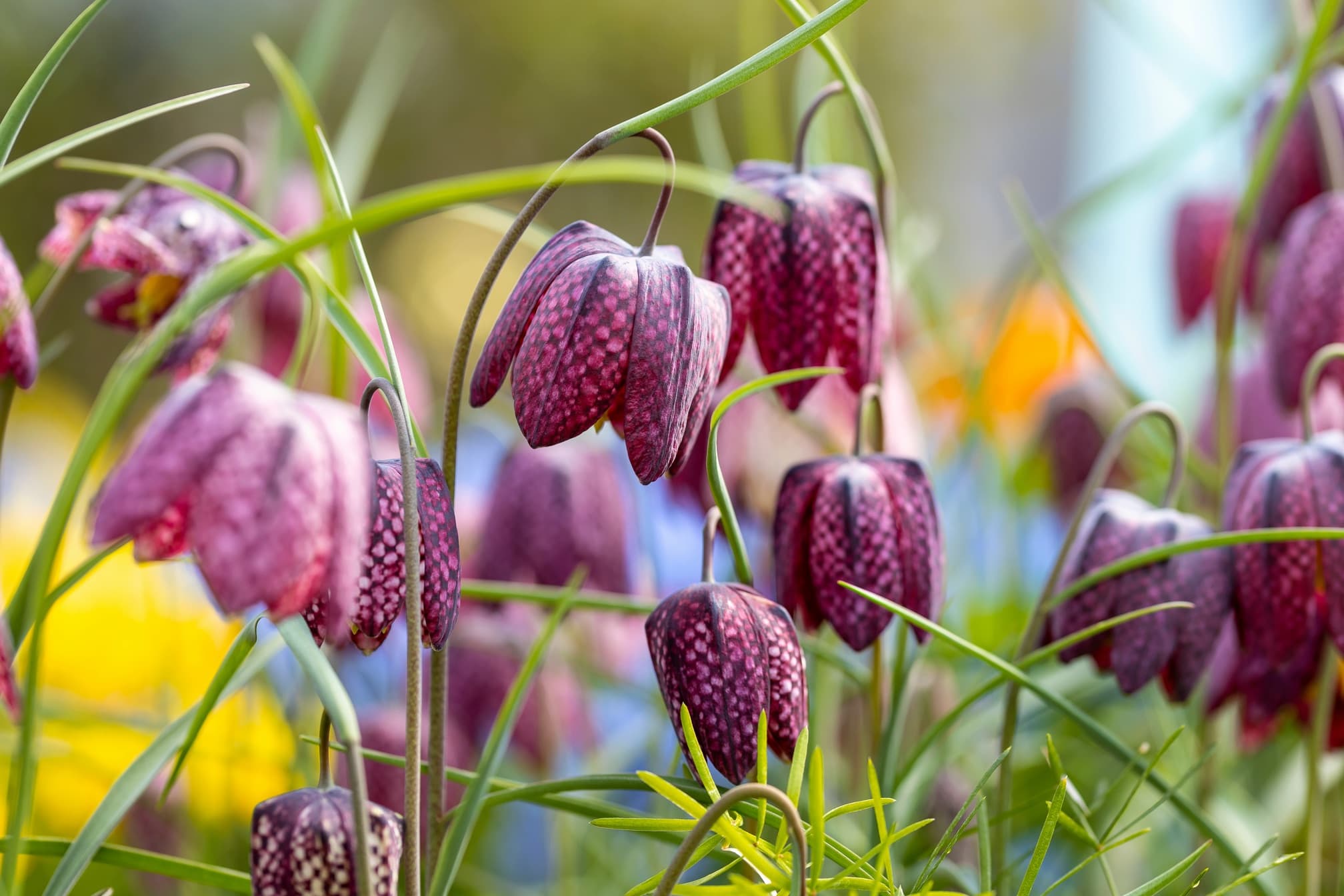 Fritillaria meleagris flowers