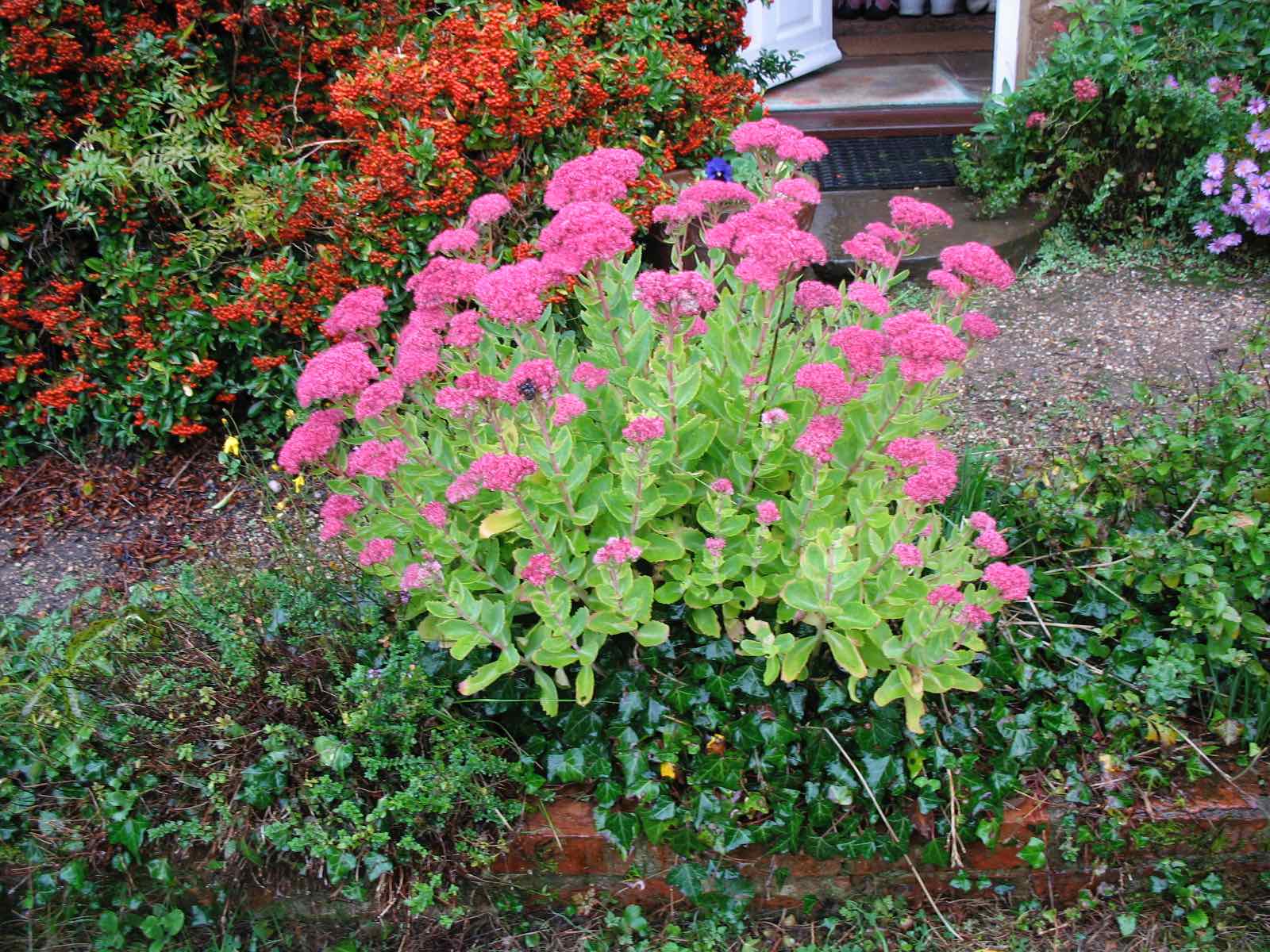 pink flowering plants growing in a garden border designed by Jane Harris