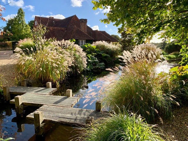 pond surrounded by grasses and cream flowering plant with a wooden path over the top