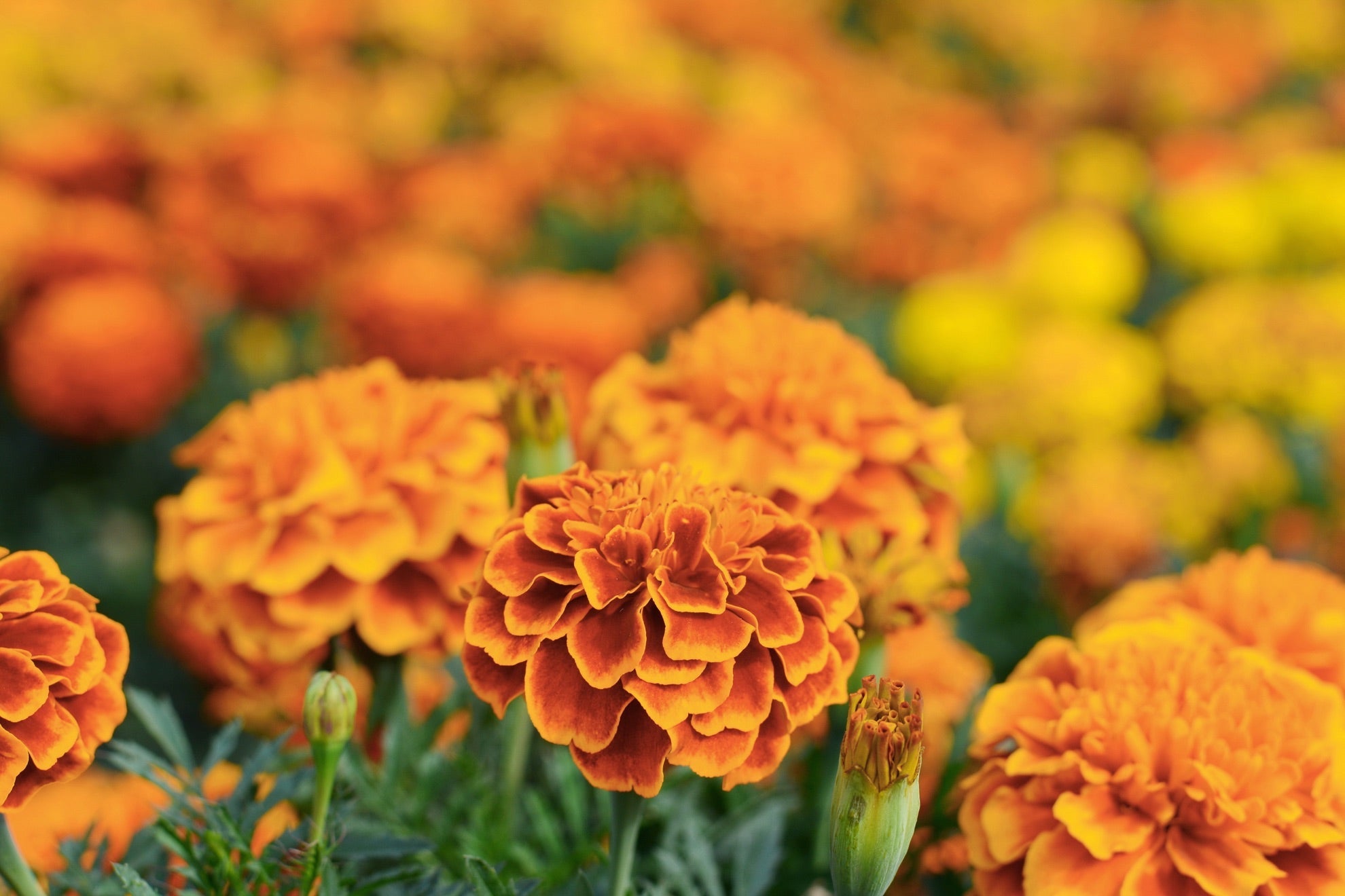 A field of orange flowering marigold plants with some yellow flowering marigolds growing in the background.