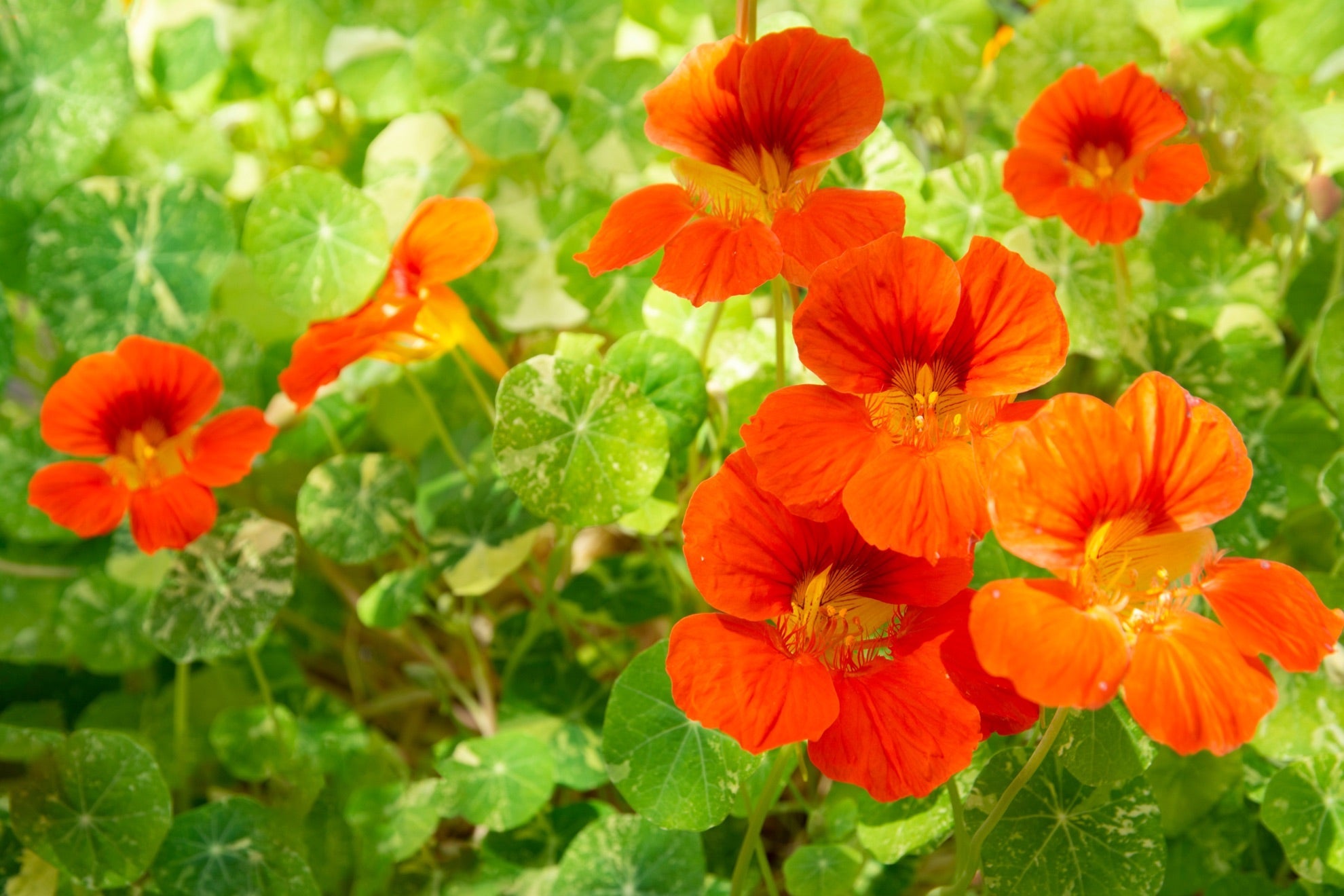 Several red flowering nasturtiums with their green leaves growing in the background.