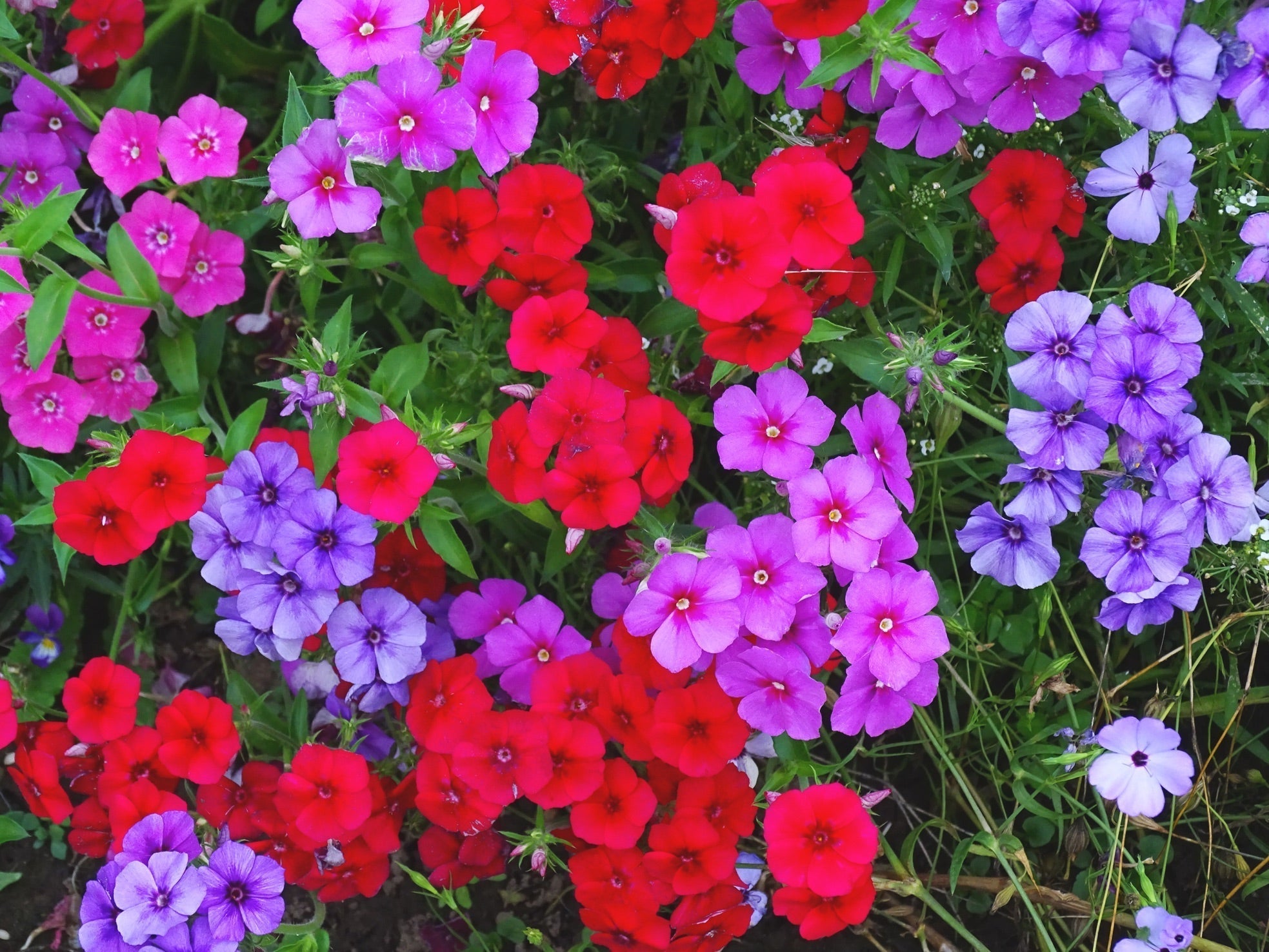 red, pink and purple phlox plants growing outside next to each other