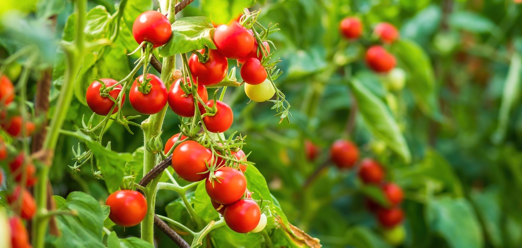 a tomato plant bearing lots of ripe red tomatoes growing outside with other tomato plants behind it