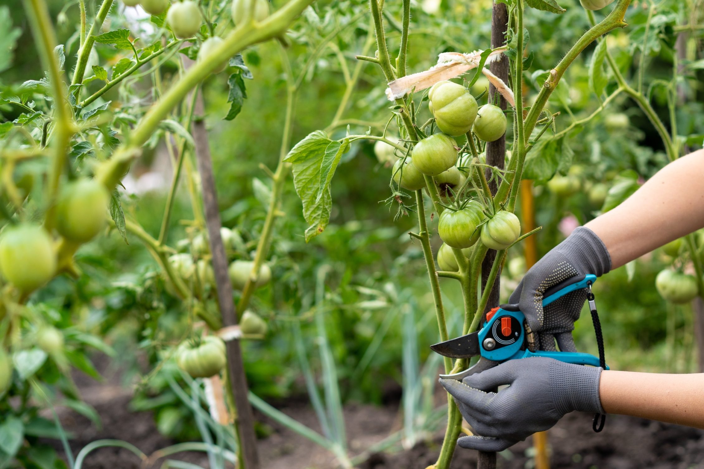 a pair of hands wearing gardening gloves using secateurs to prune a tomato plant growing outside with other plants in the background