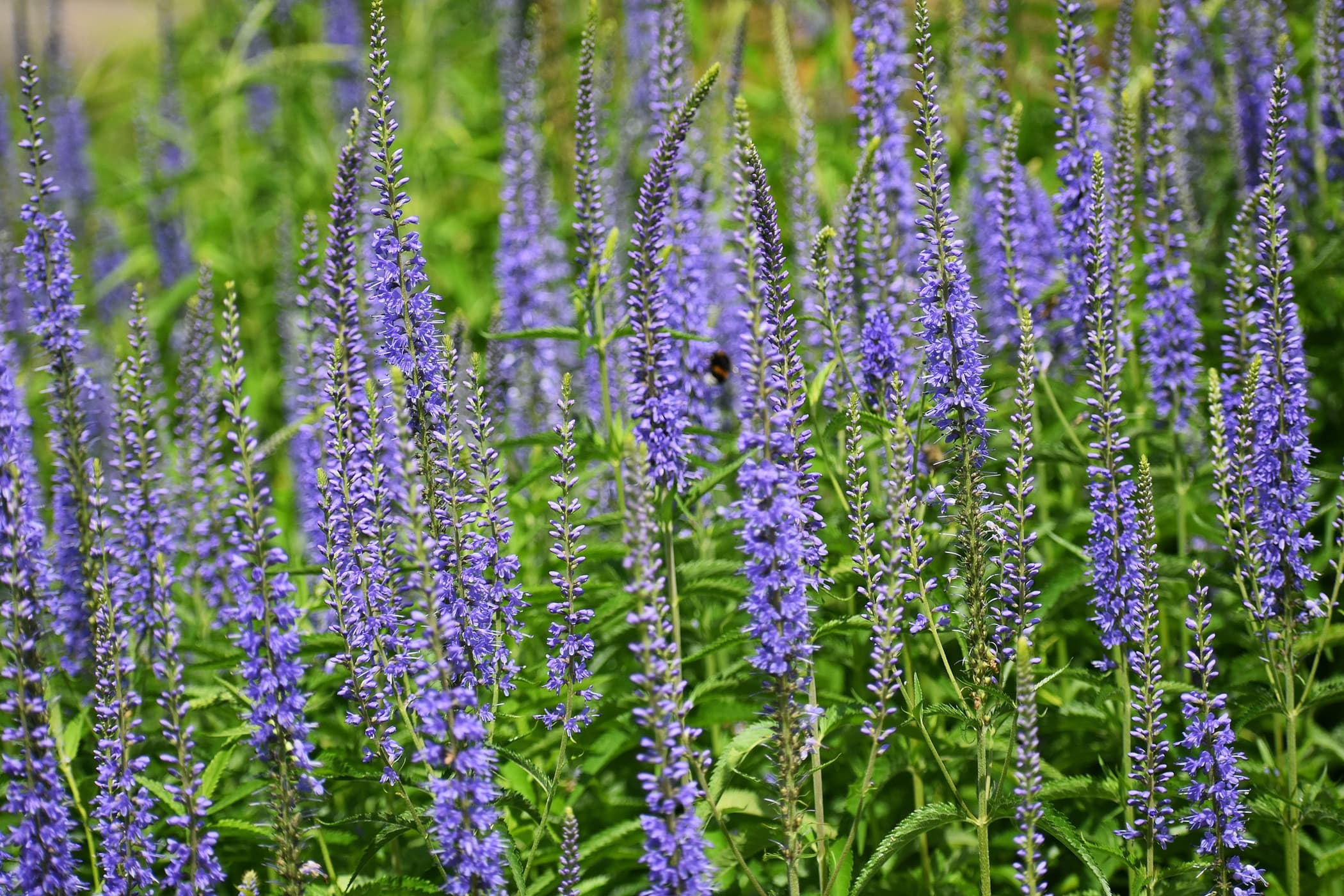 purple upright blooms of Veronica Longifolia