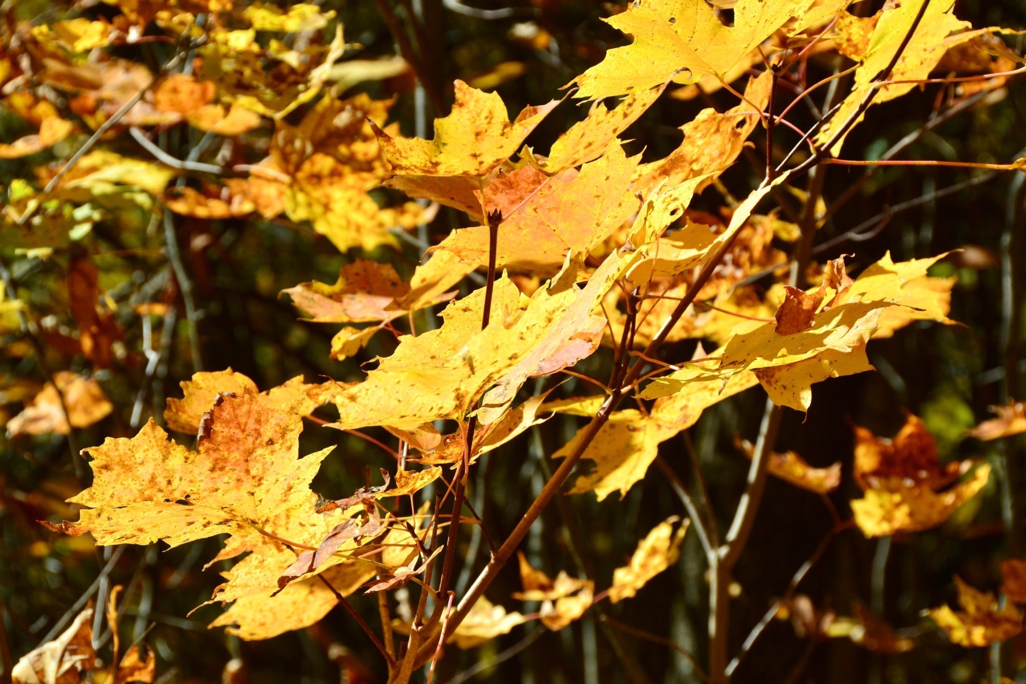 palmate yelloy-brown leaves on an acer tree