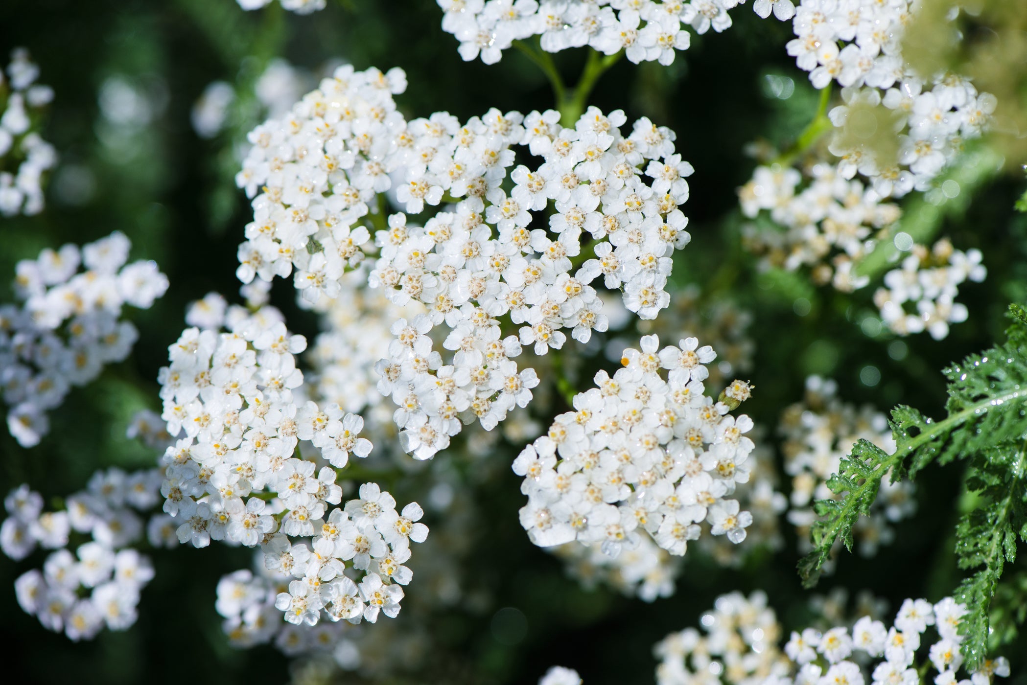 white flowering achillea plant with tiny flowers that appear in clusters growing outside