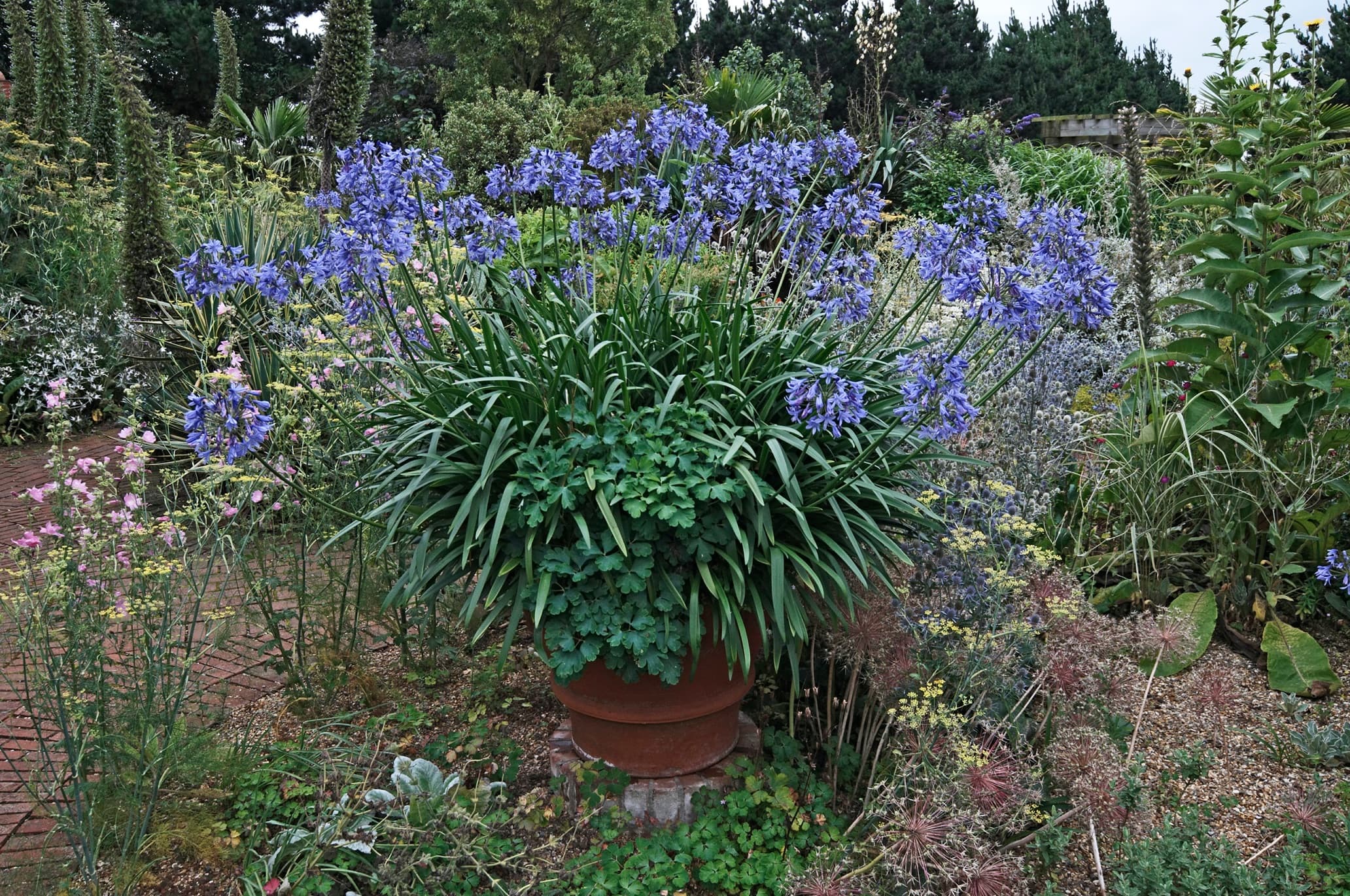 agapanthus growing in a large terracotta garden container