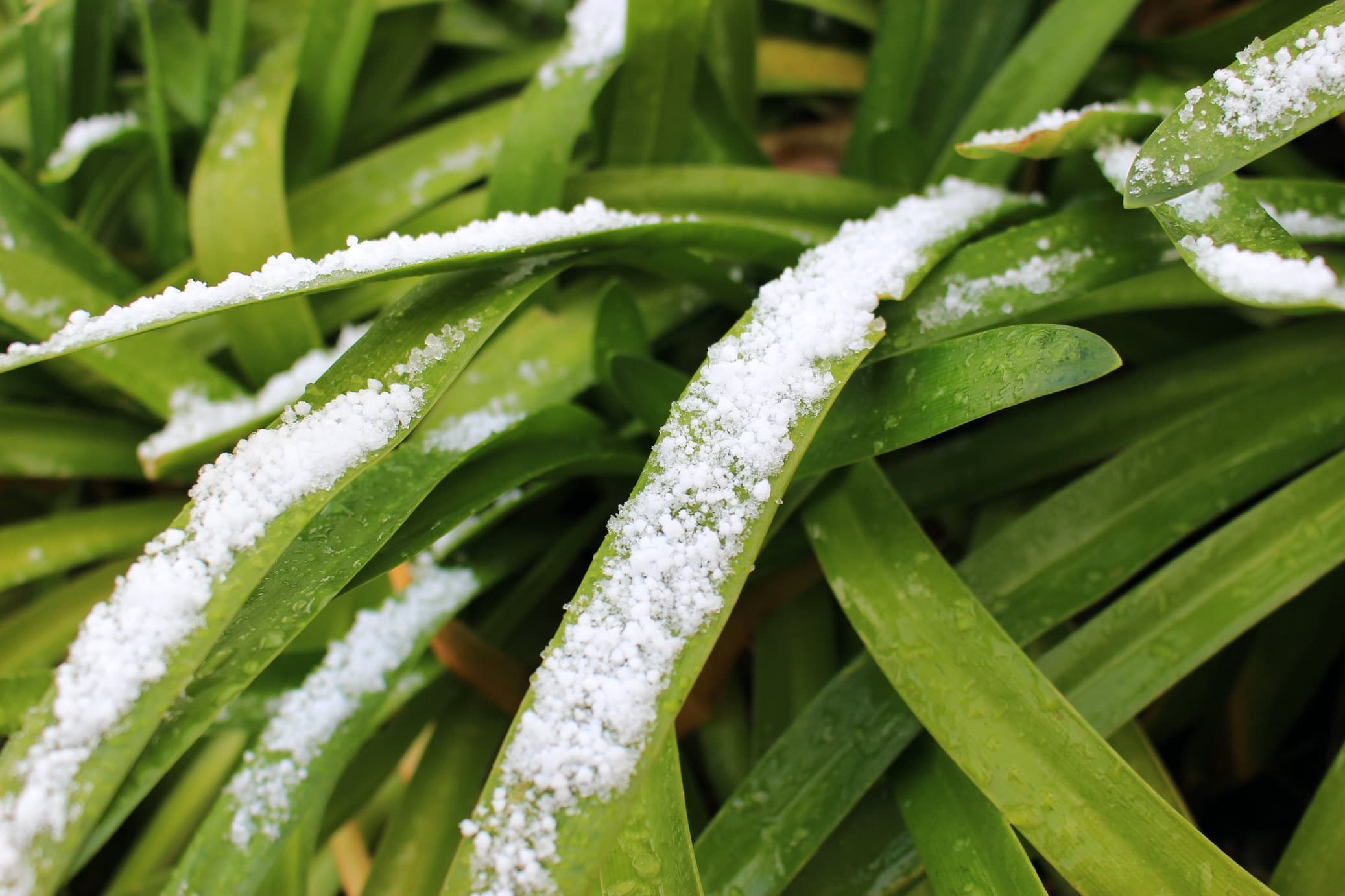 snow resting on the leaves of agapanthus