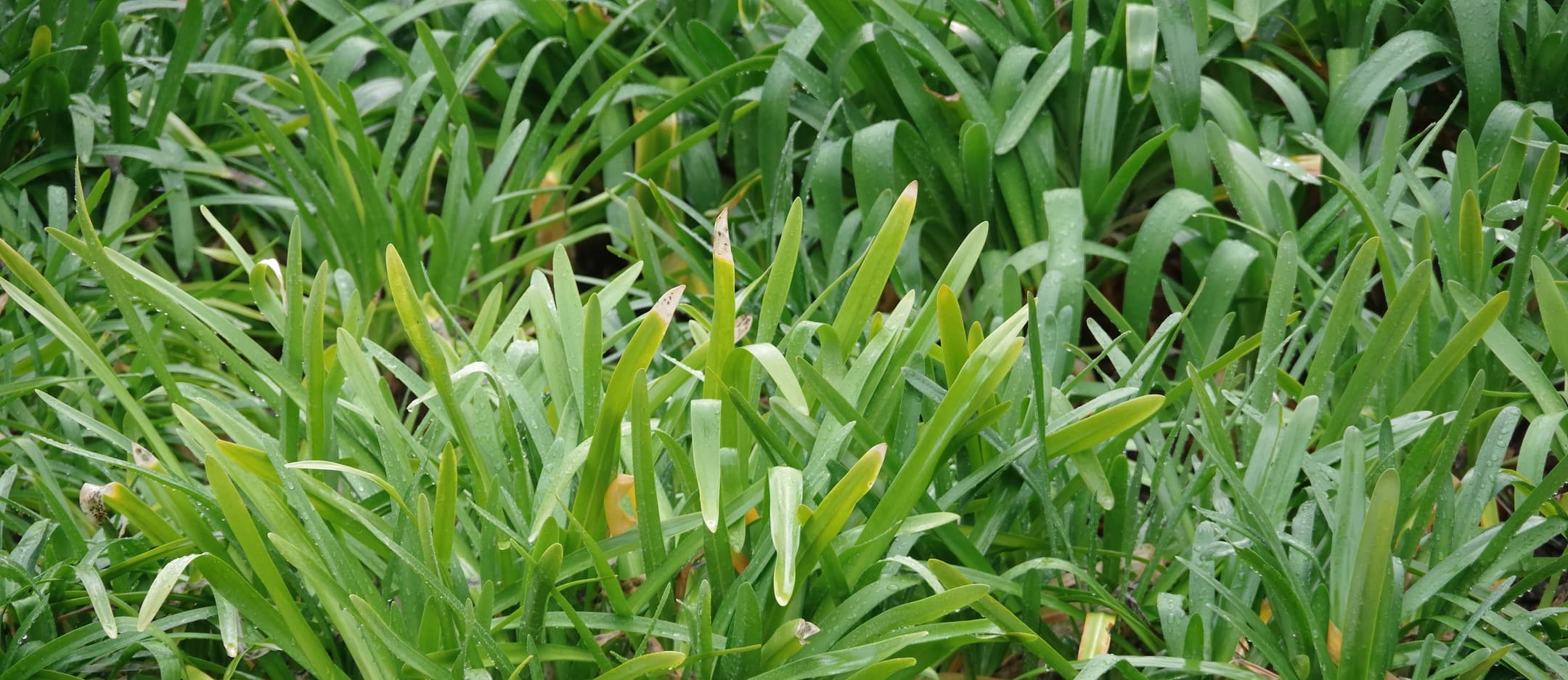 yellow leaves of an agapanthus failing to bloom