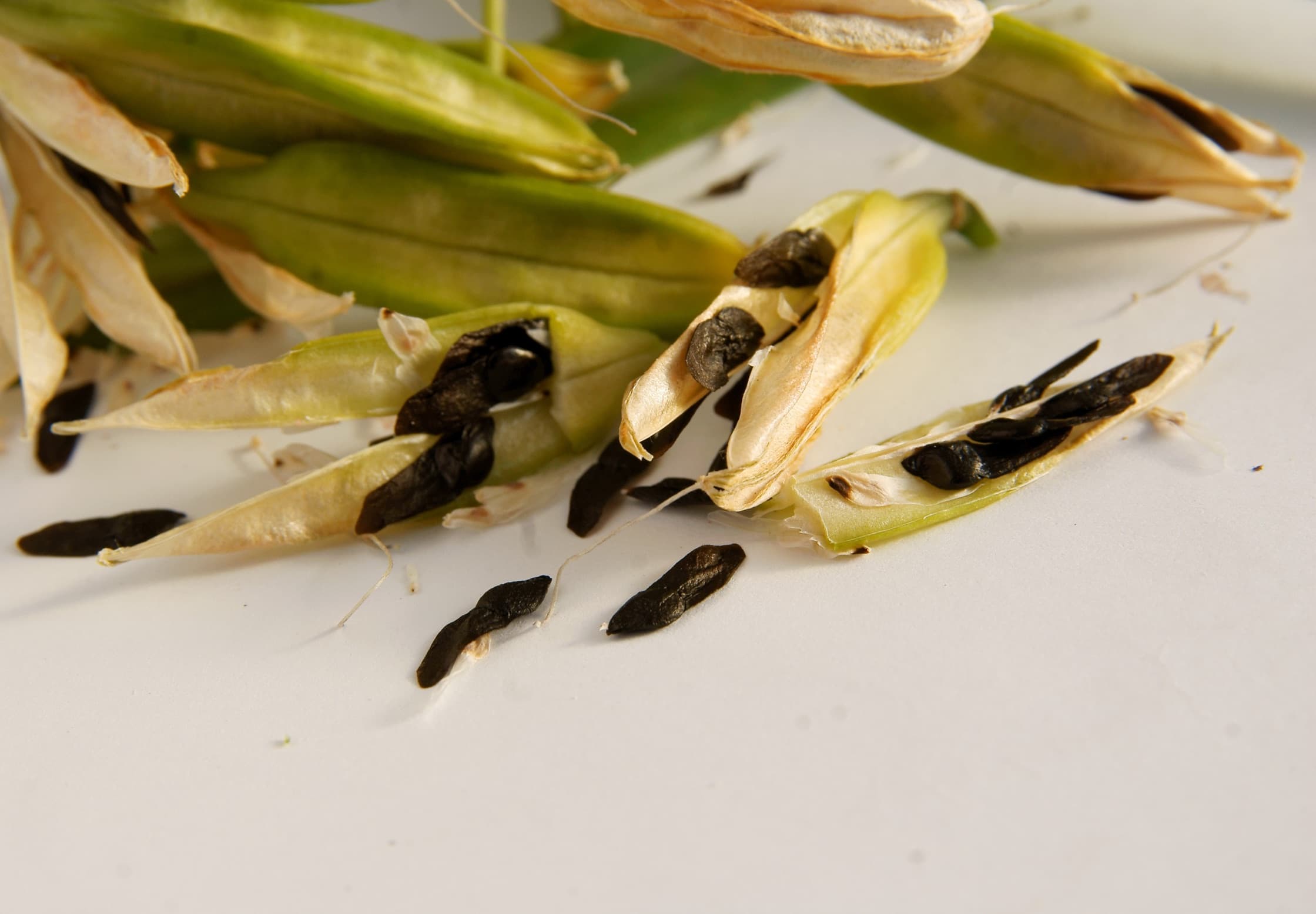 agapanthus seeds falling out of husks