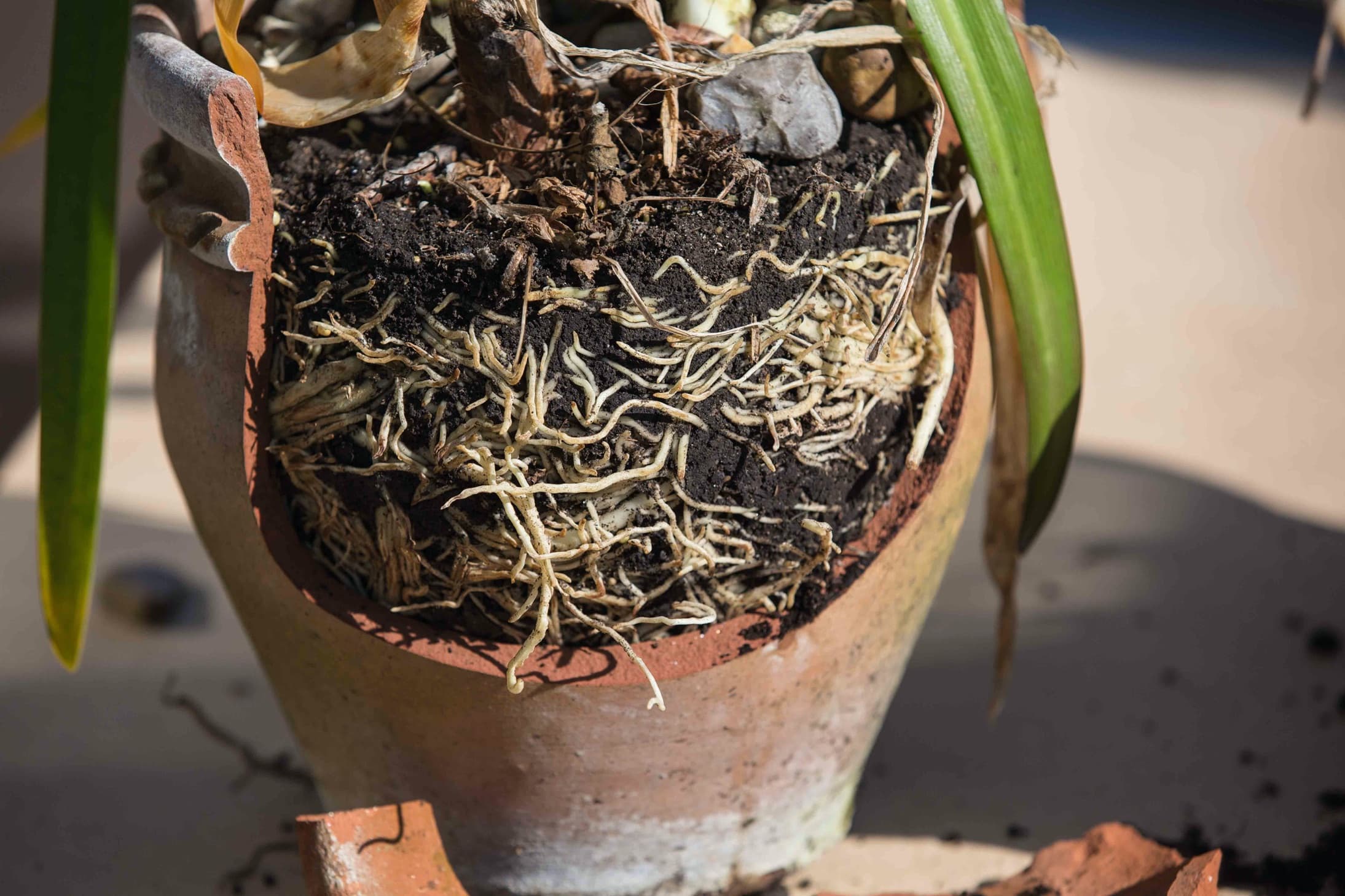 agapanthus roots exposed in a broken terracotta pot