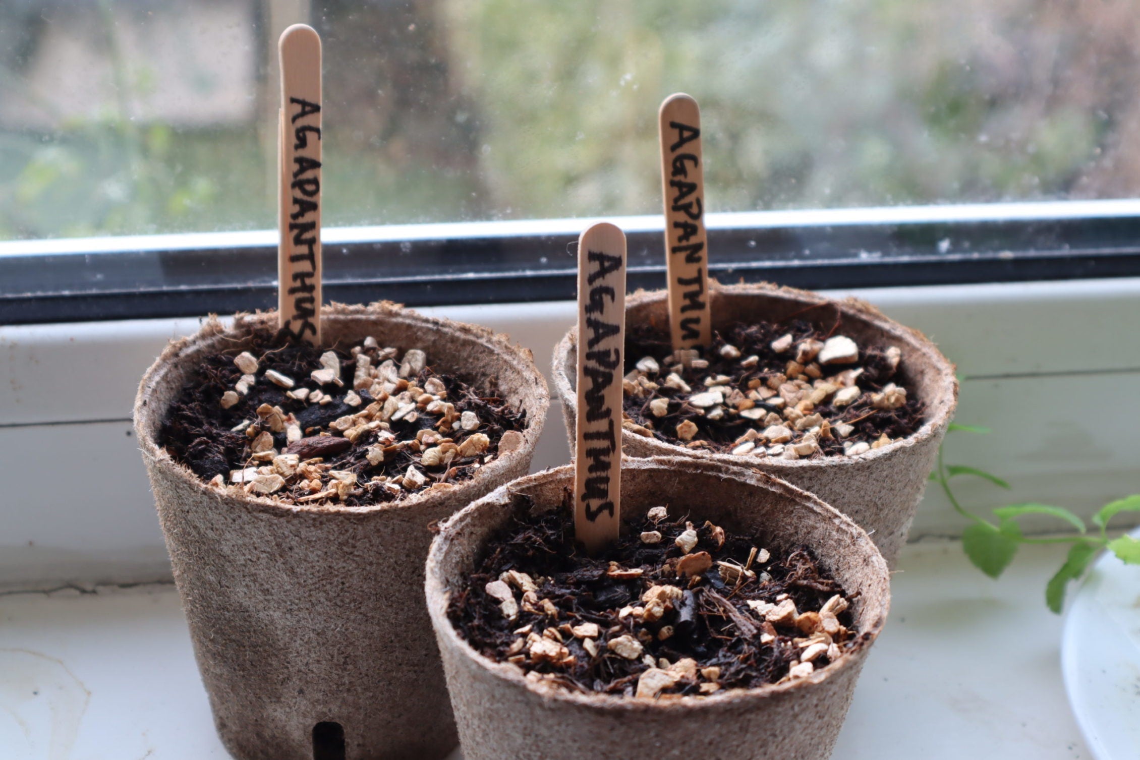 pots with agapanthus seed growing on a windowsill