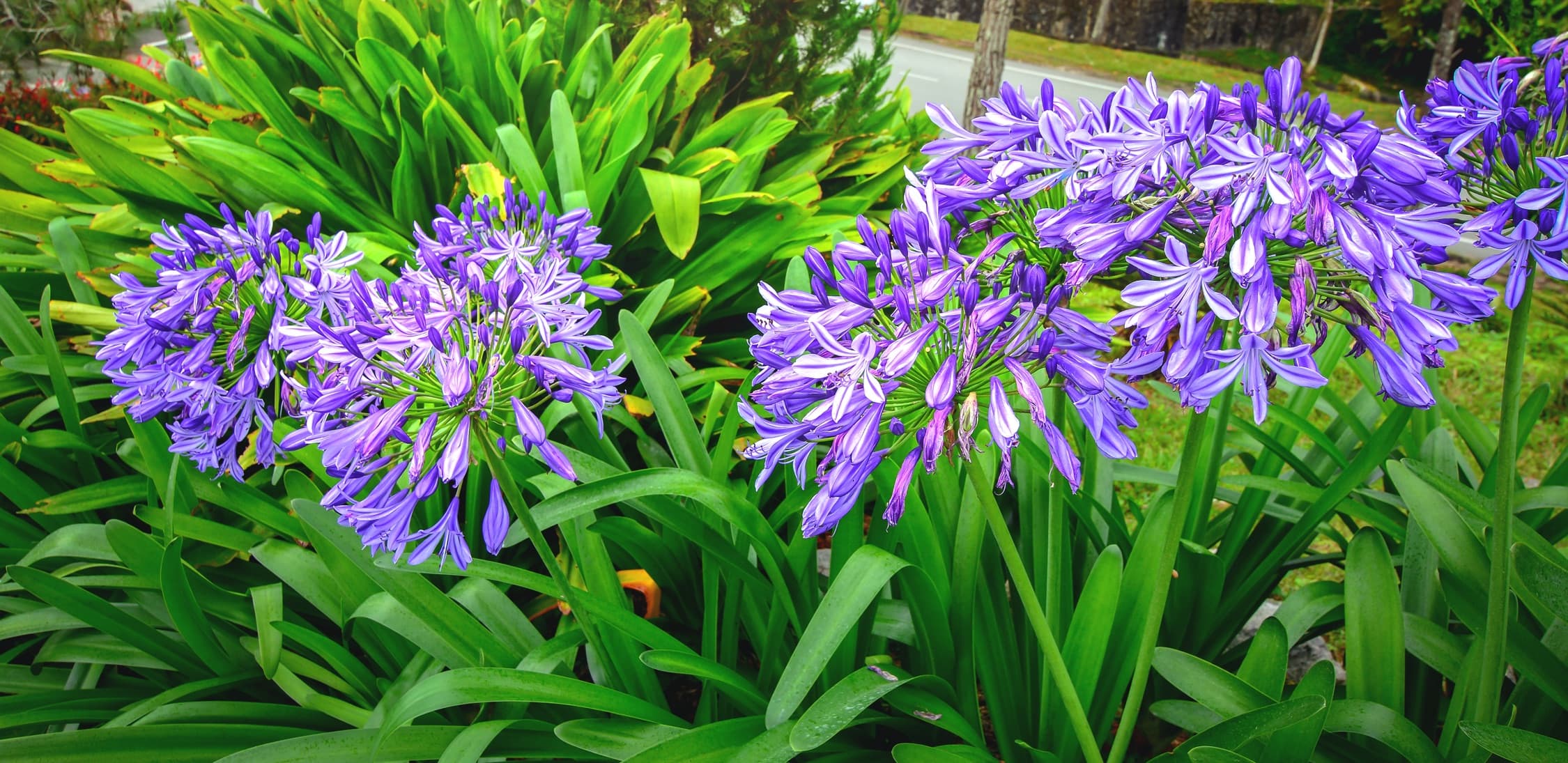 purple agapanthus blooming in the garden