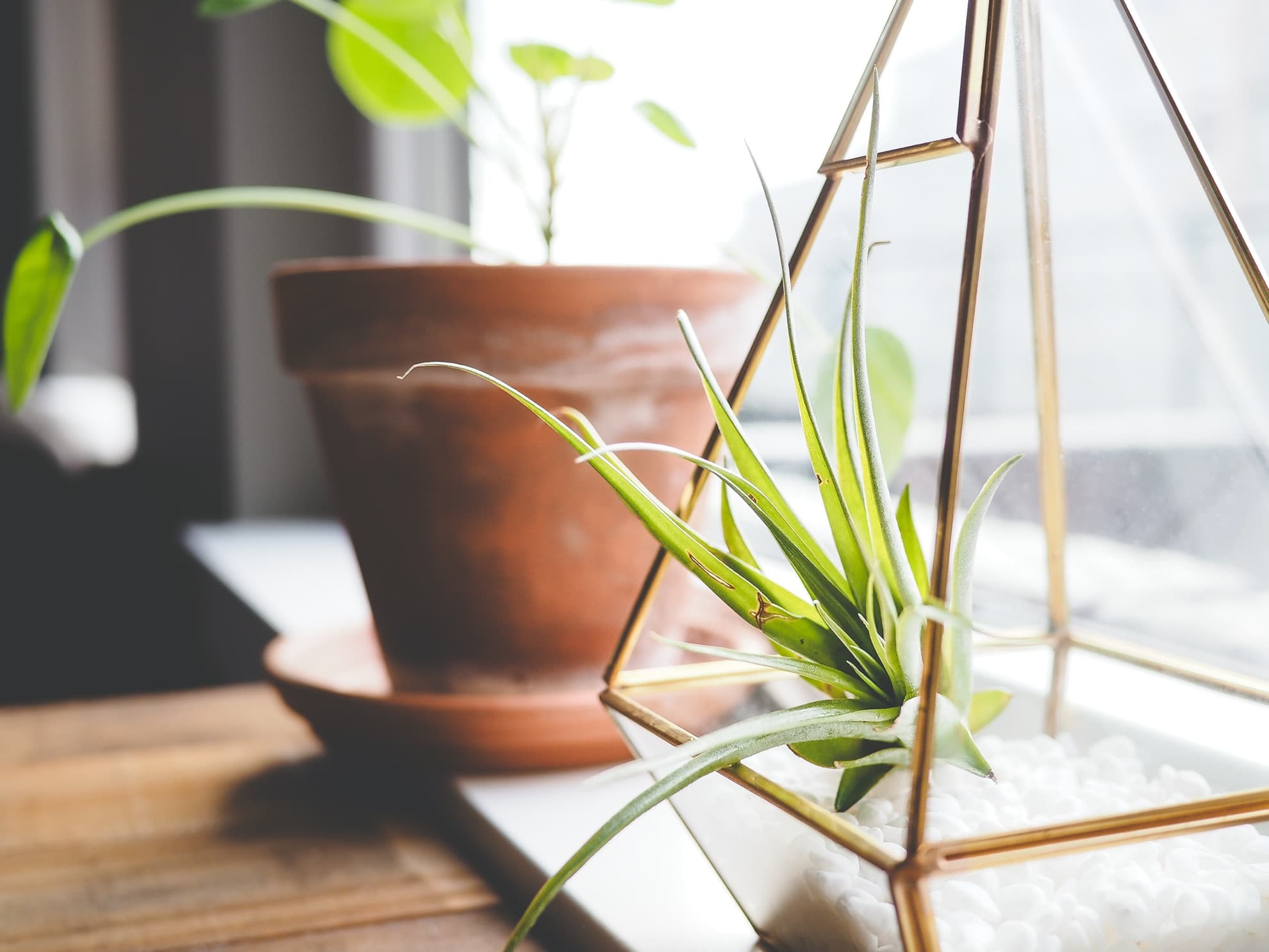 side view of plants in a terrarium and terracotta planter