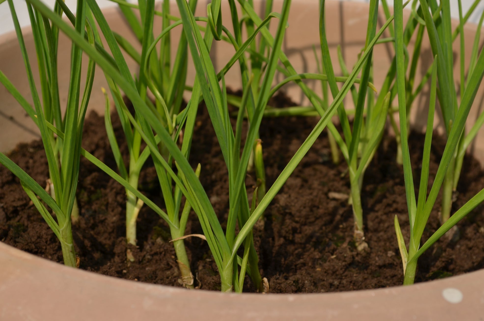 alliums with thin green leaves growing from a container