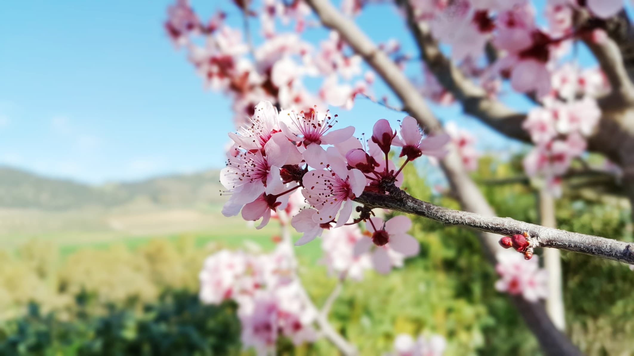 pink almond tree blossoms with beautiful landscape in the background