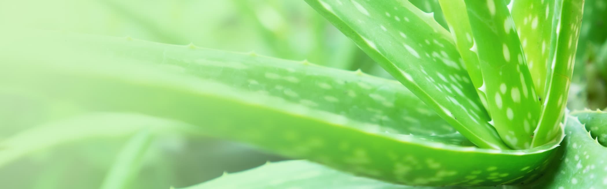 aloe vera plant banner