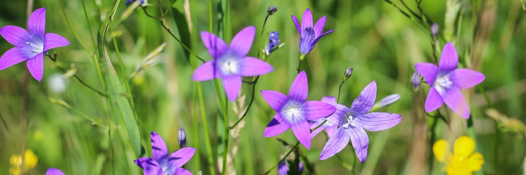 violet campanula flowers