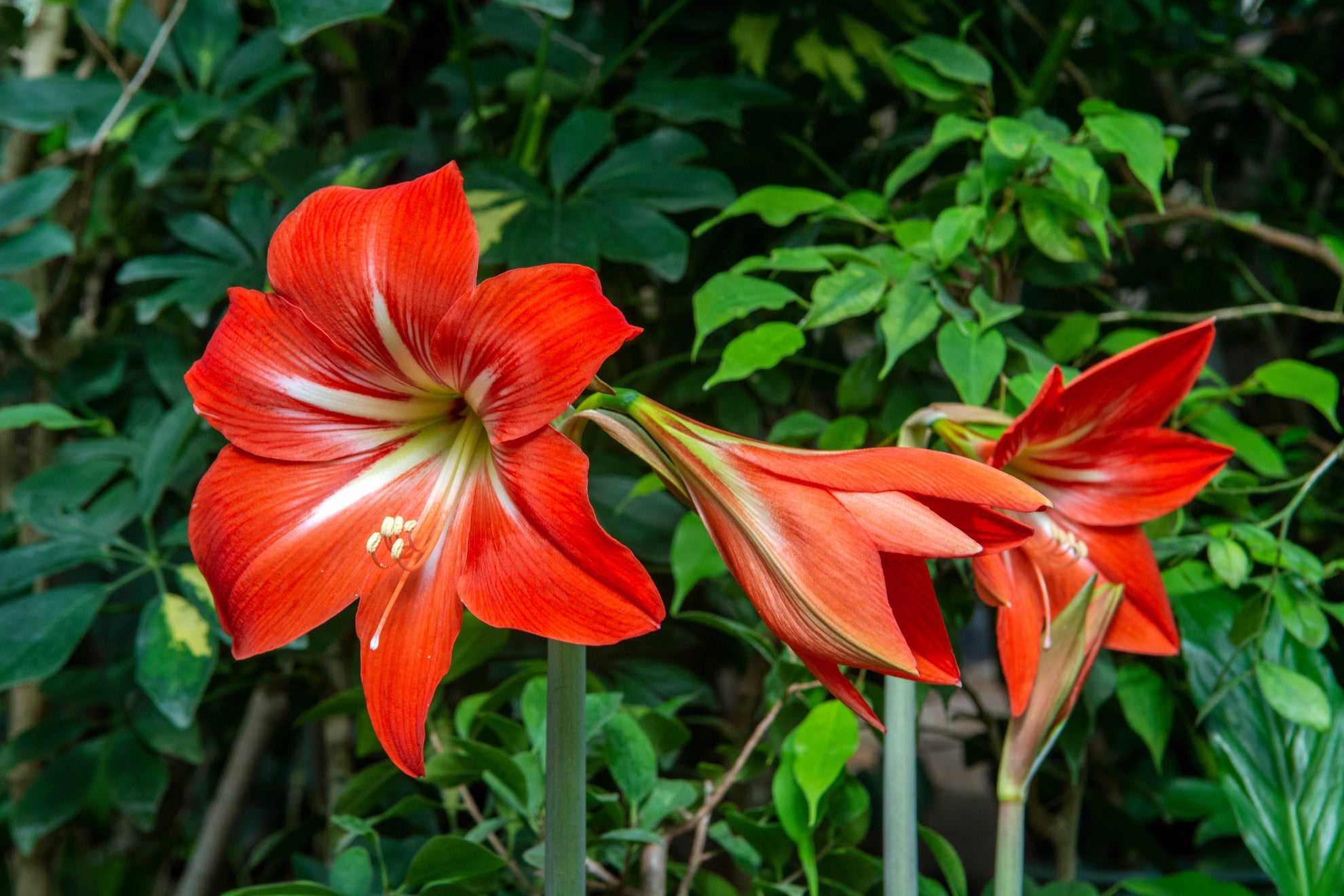 red flowering amaryllis growing outdoors