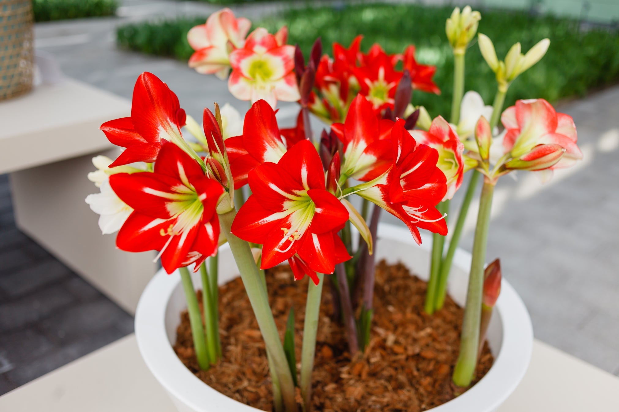 red amaryllis flowers growing on tall stems in a container indoors