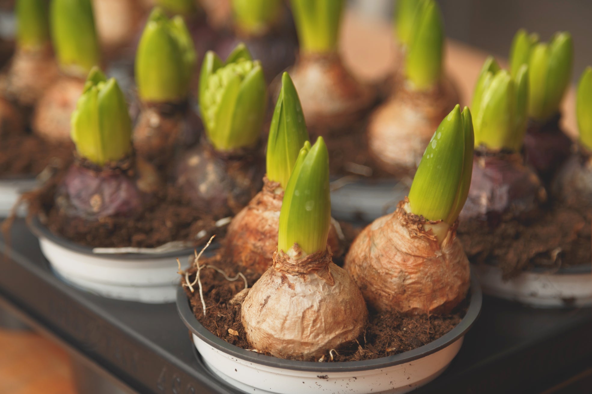potted amaryllis bulbs with green sprouts growing in rows indoors