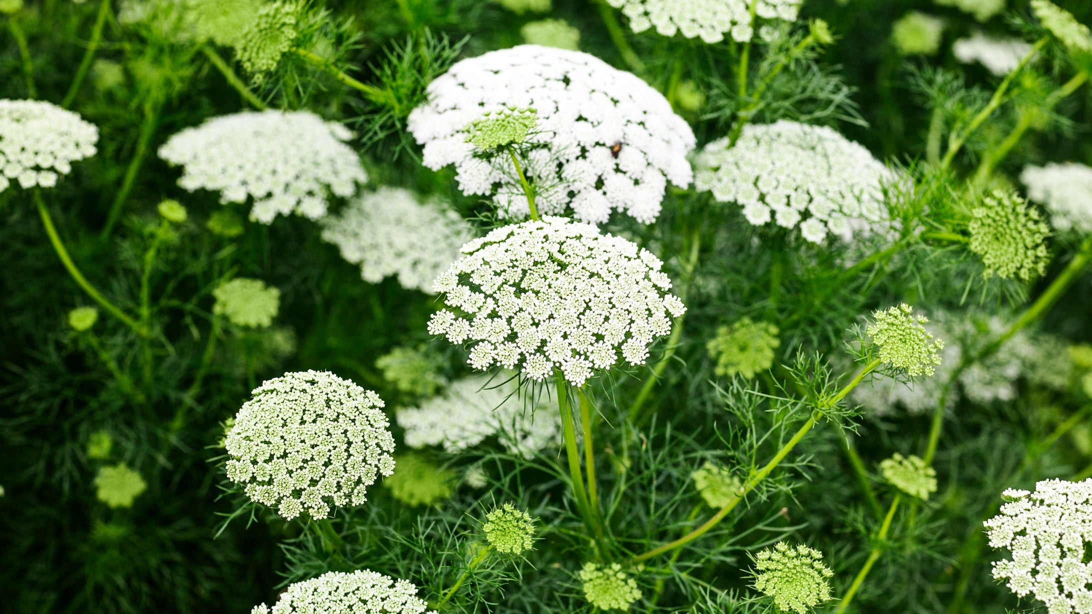 white flowering ammi majus growing outside