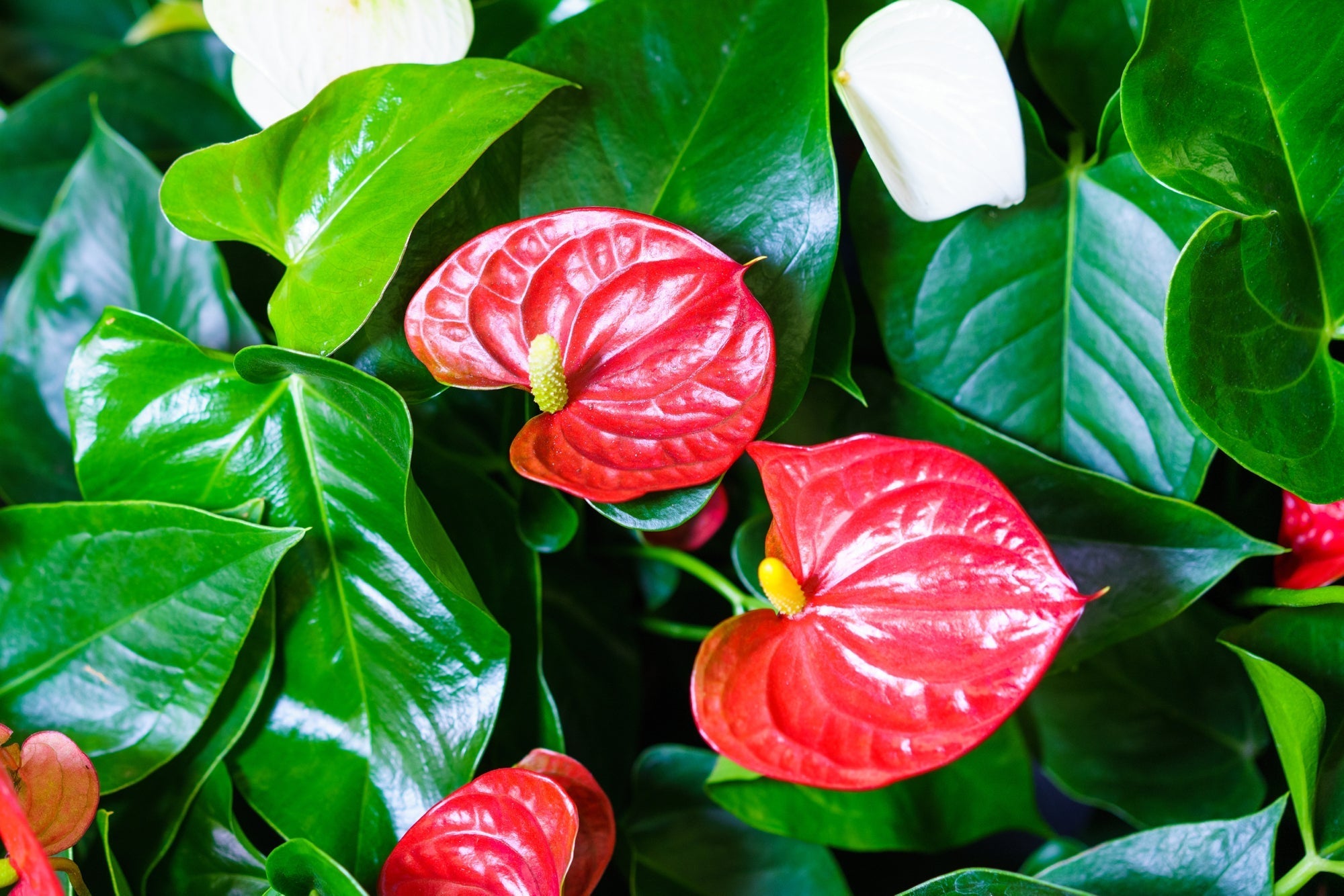 anthurium plant with red and green waxy round leaves and white flowers growing outside