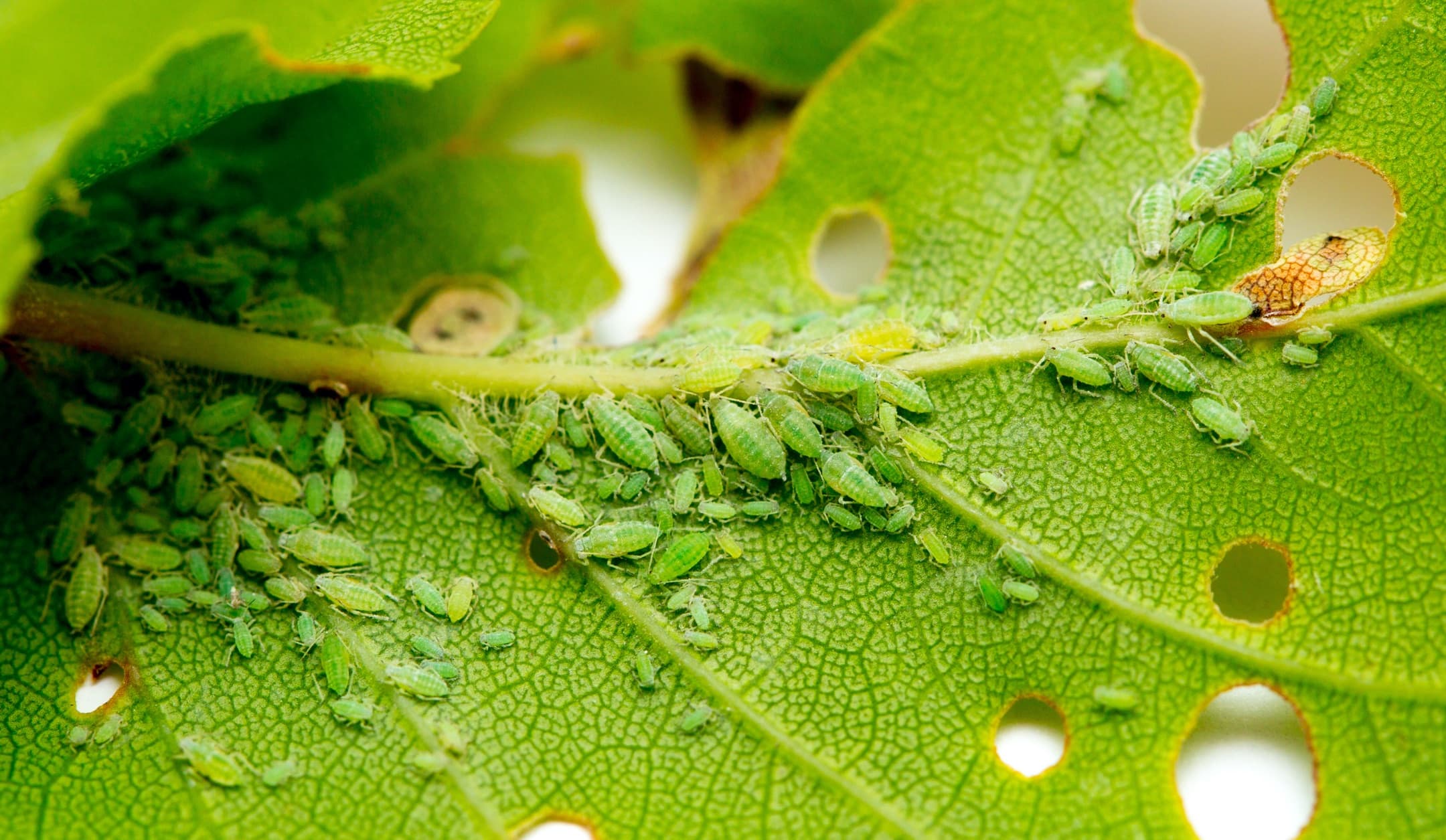 an aphid infestation on the leaf of a plant