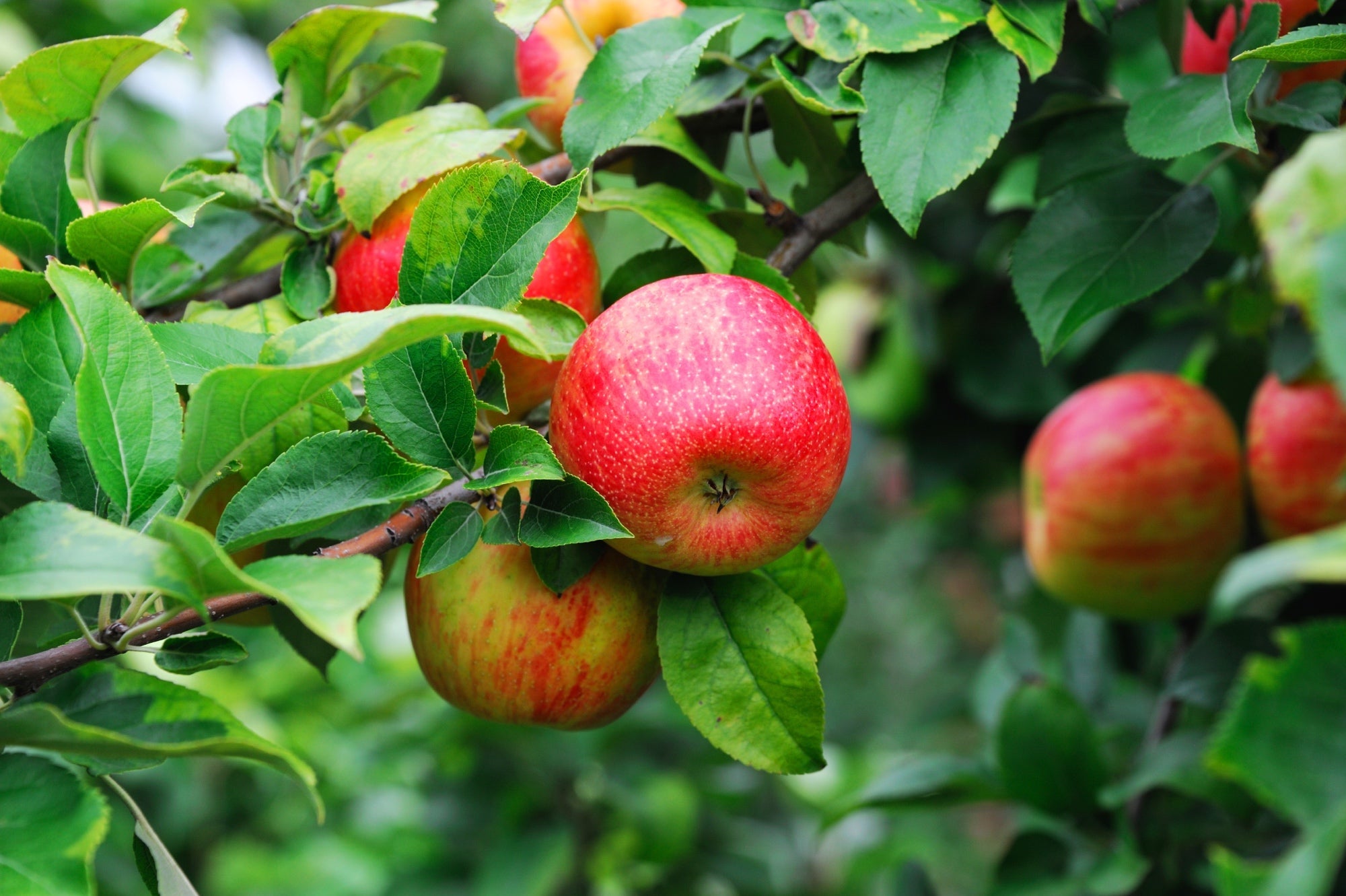 glossy red fruits on an apple tree with elliptic, denticulate leaves