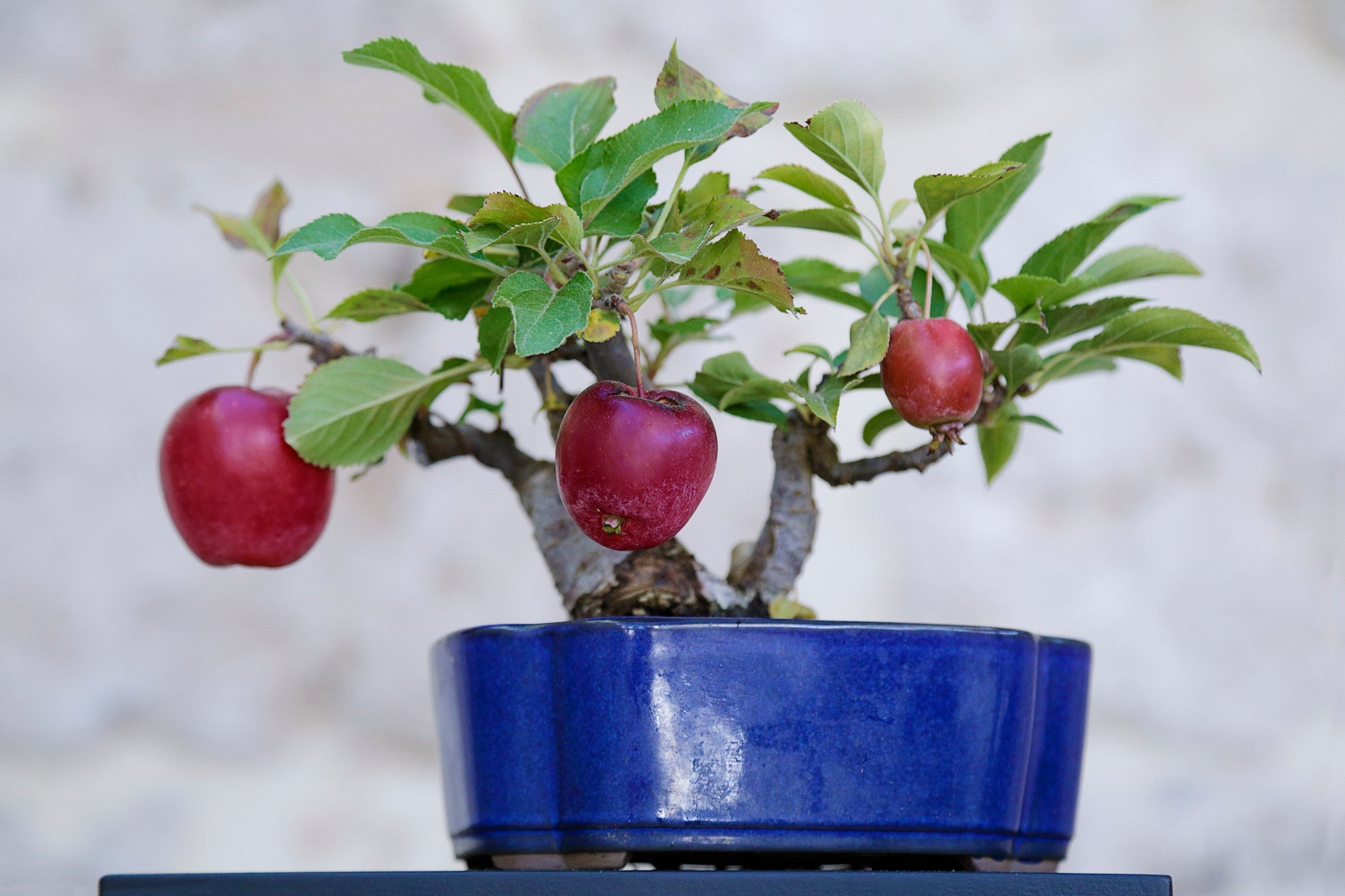 a small apple tree variety bearing a few red fruits growing in a blue container in front of a white wall