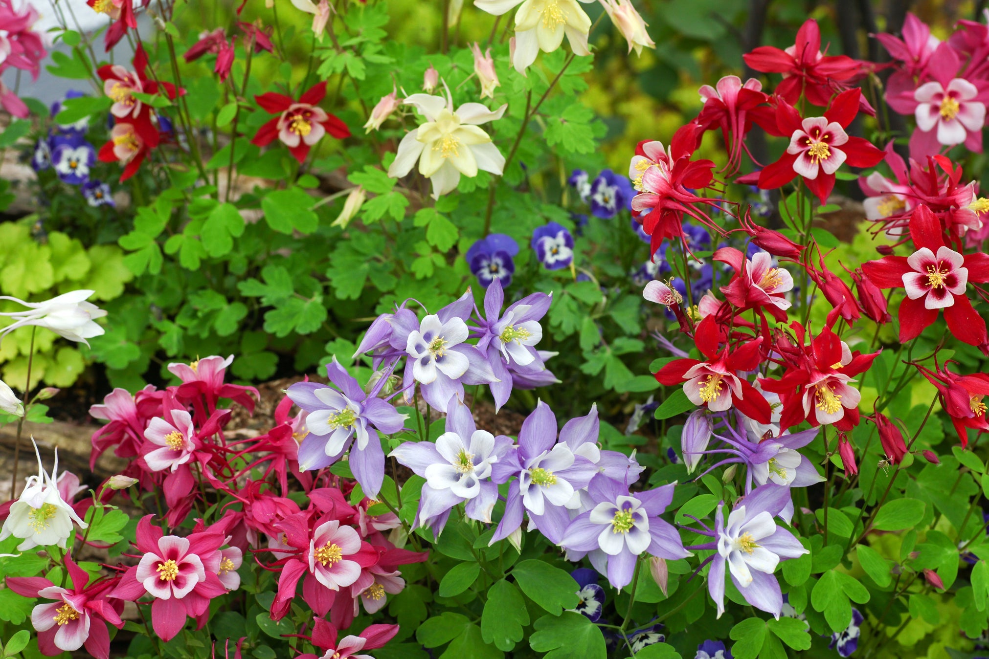purple, yellow, white and red flowering aquilegias growing outside next to each other