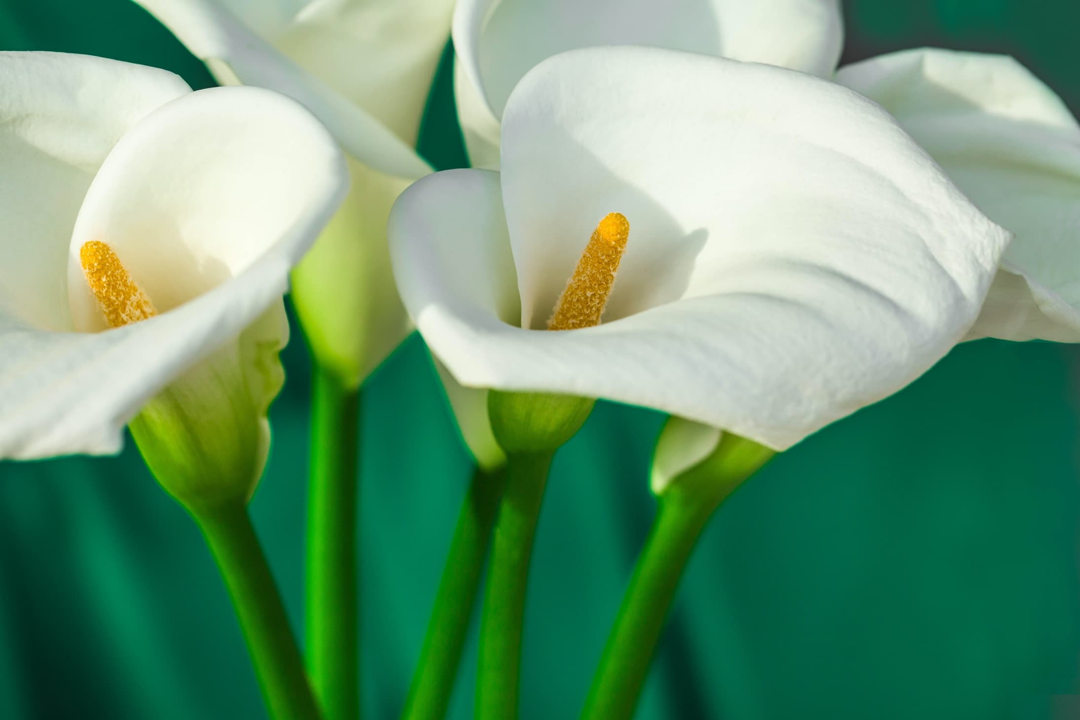 beautiful white Zantedeschia flowers on a green background