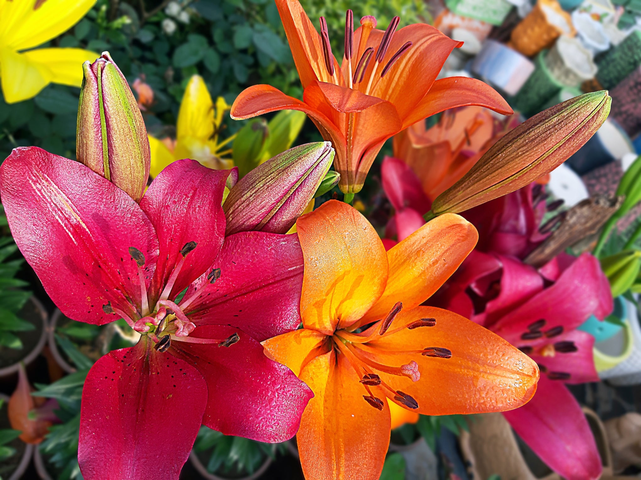 pink, orange and yellow flowering asiatic lilies growing next to each other