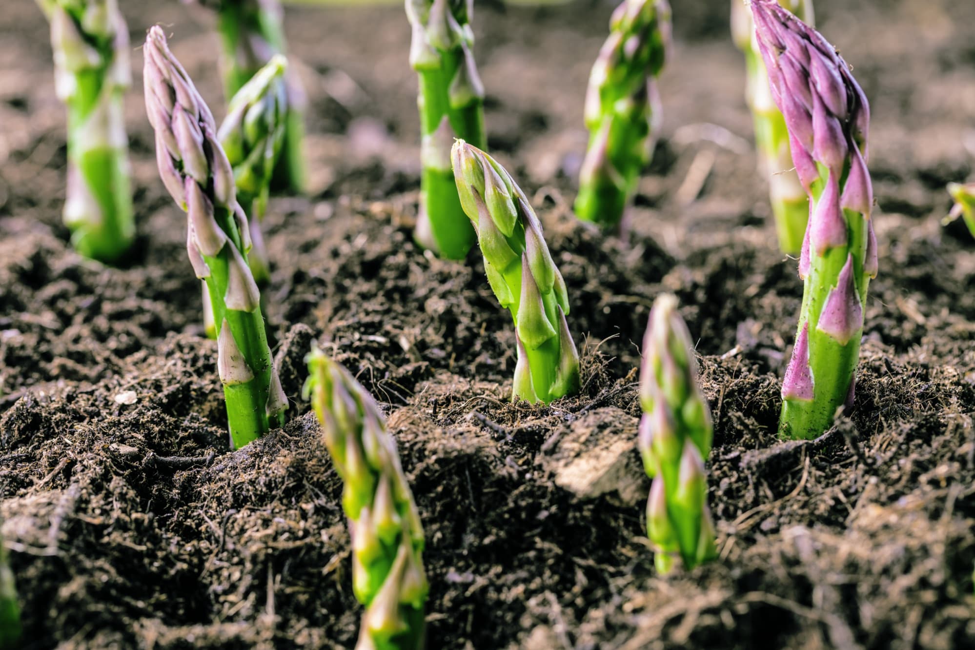 organic asparagus growing out of soil
