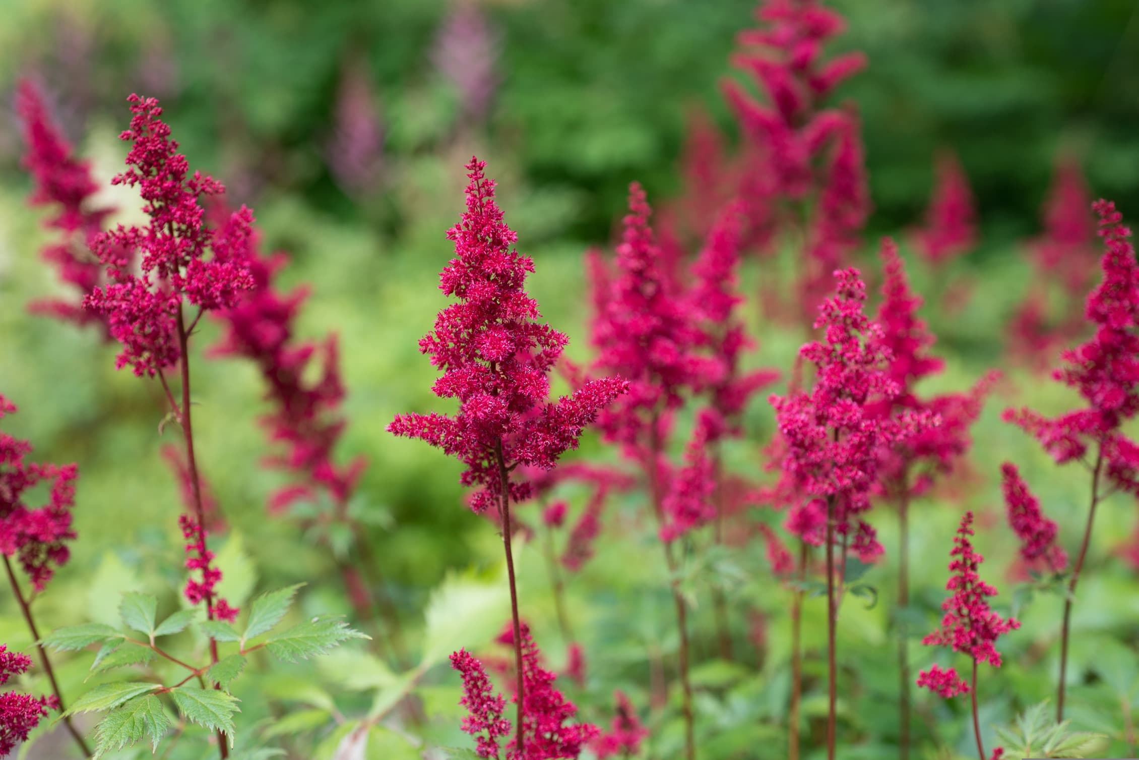 astilbe flowers bloom in a garden