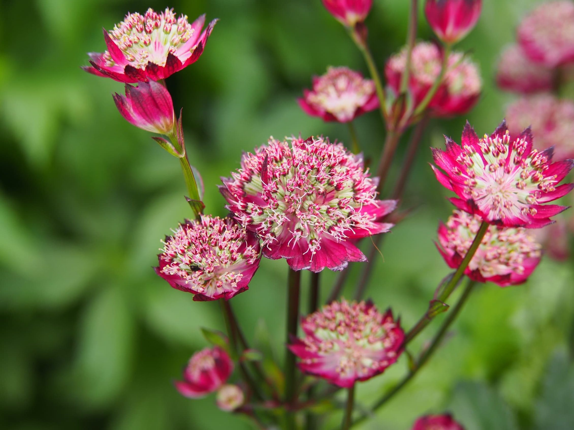 Pink astrantia major with green foliage in background