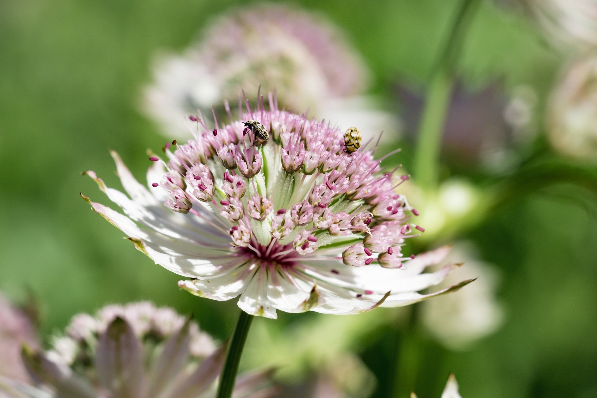 Astrantia Typically Self-Seed, But You Can Sow Them Yourself In A Desired Area