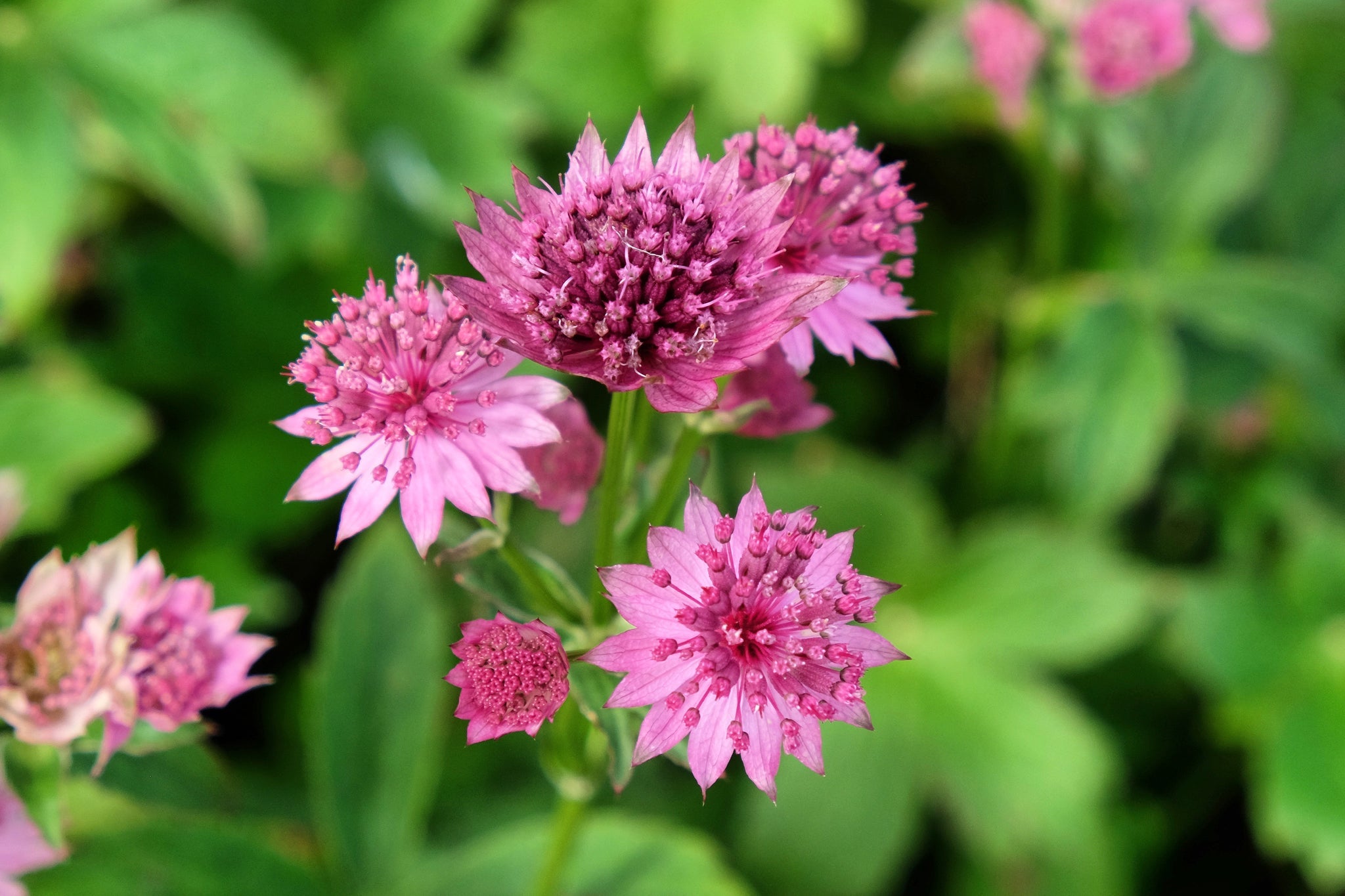 pink flowering astrantia plant growing outside with green leaves in the background