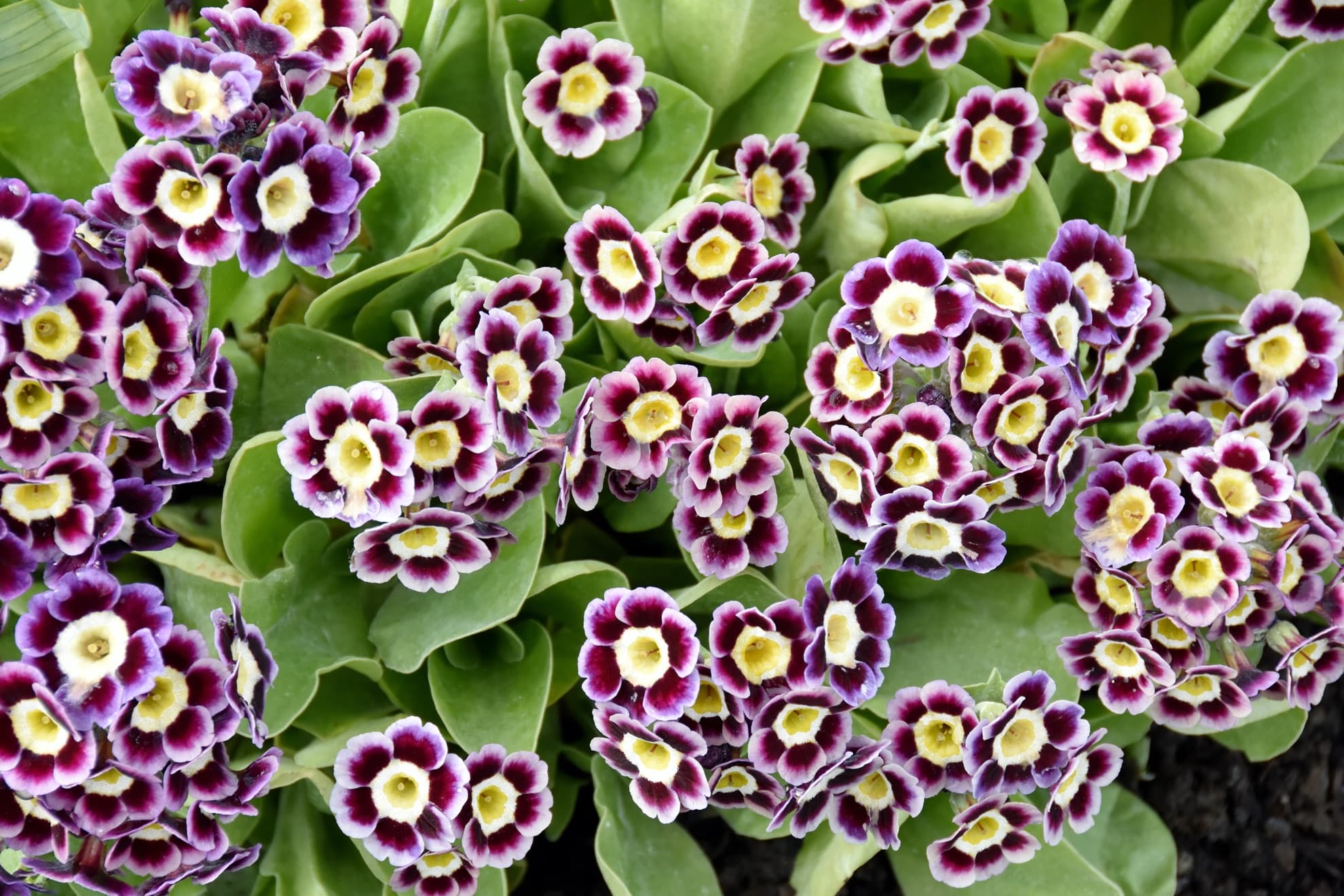 auricula flowers with purple, white and yellow colours
