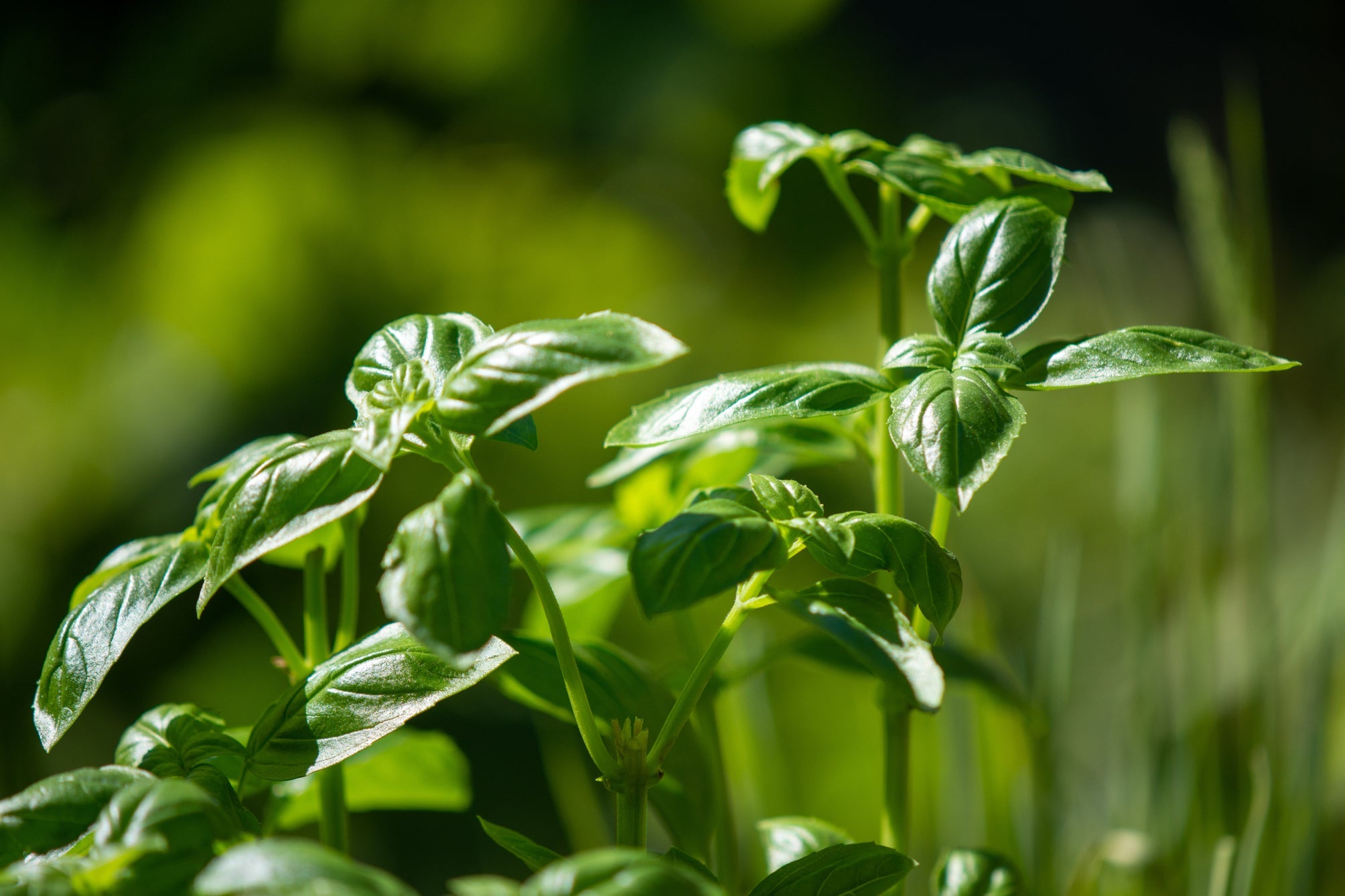 a young basil plant growing outdoors in a garden bed