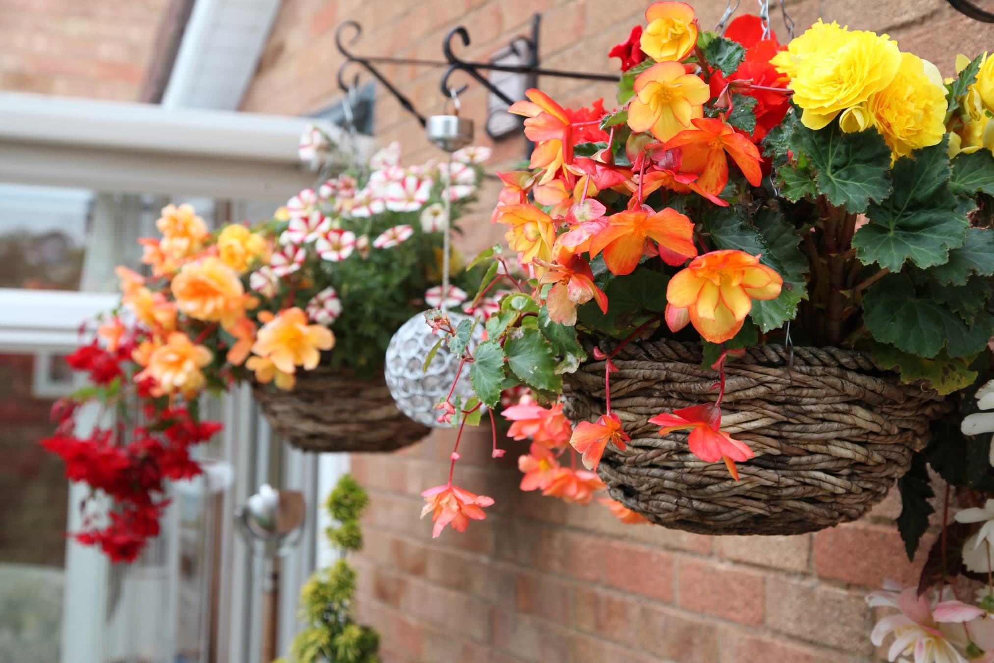 Add Begonia To Hanging Baskets For A Long-Lasting Summer Display - Experts  Share How | Horticulture.co.uk