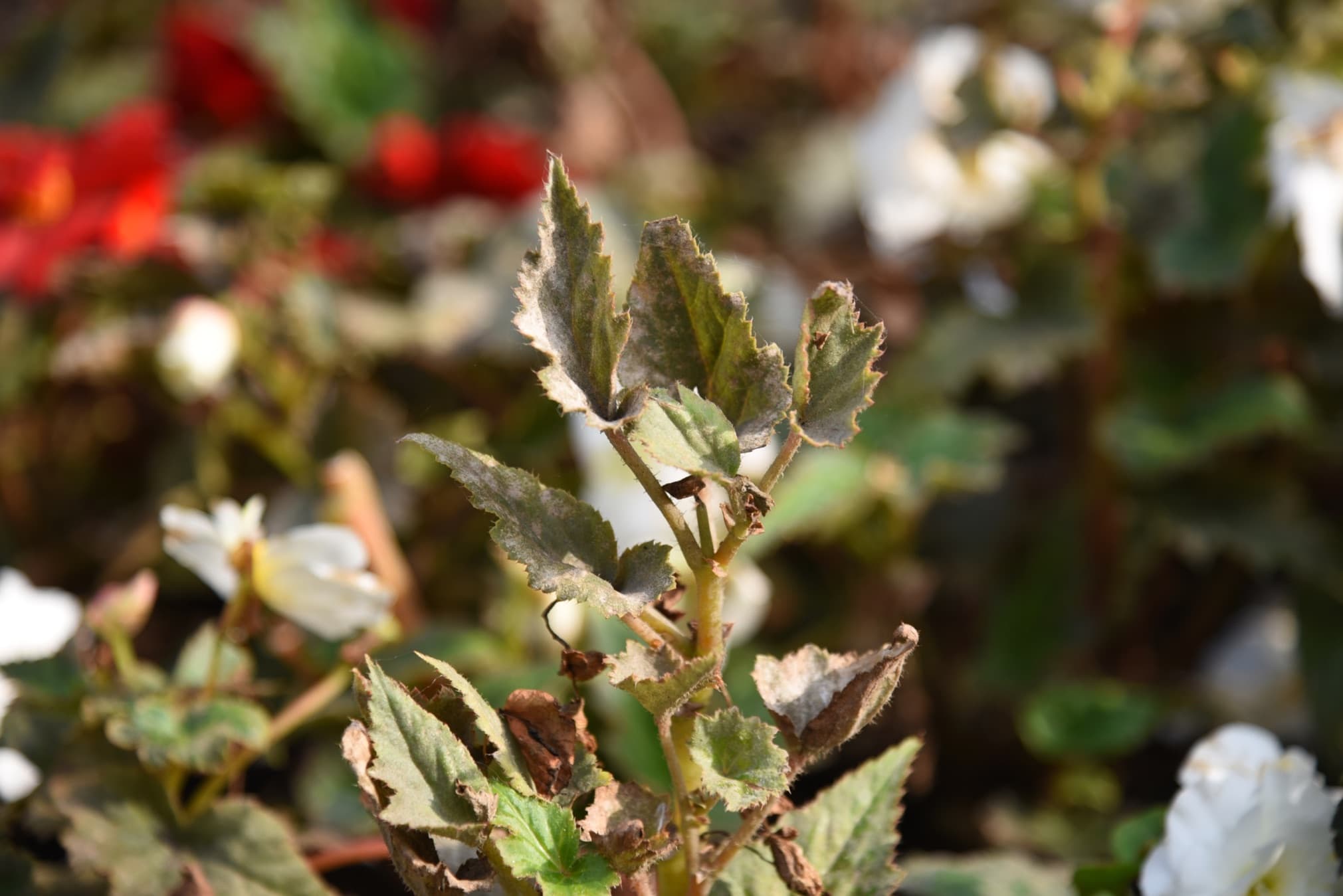 leaves of Begonia tuberhybrida covered in powdery mildew