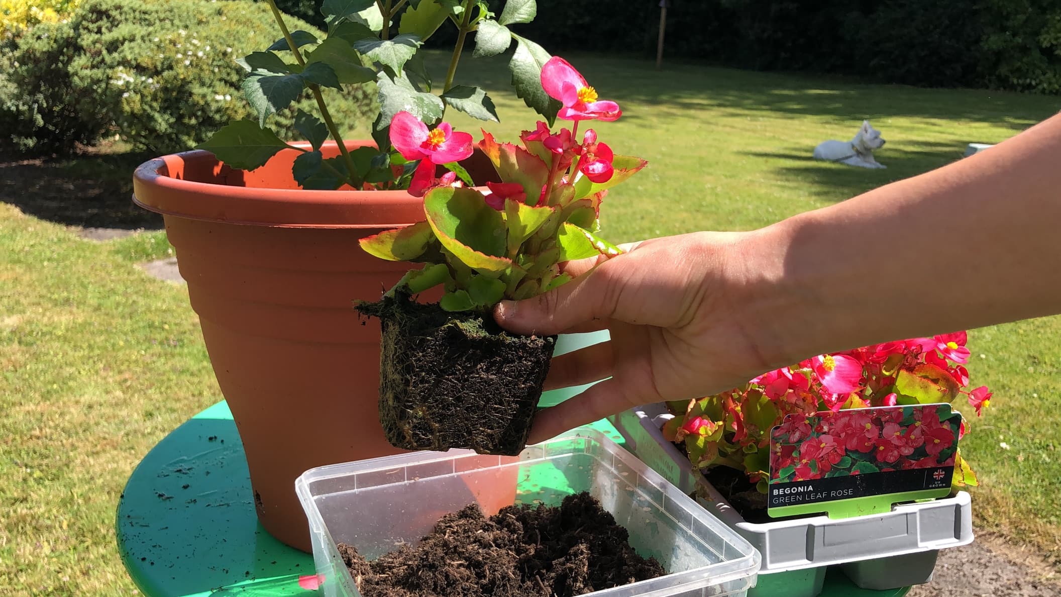 hand holding a begonia plant ready for repotting