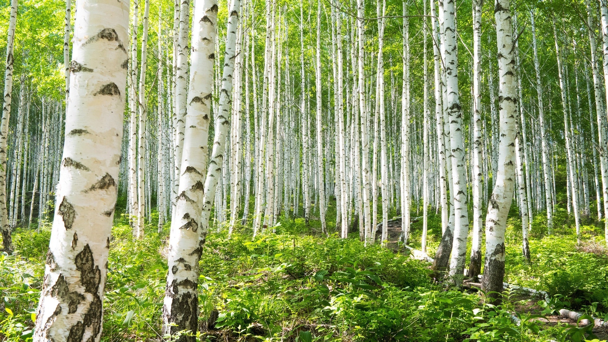 lots of birch trees with silver flaky bark growing in a grassy woodland area