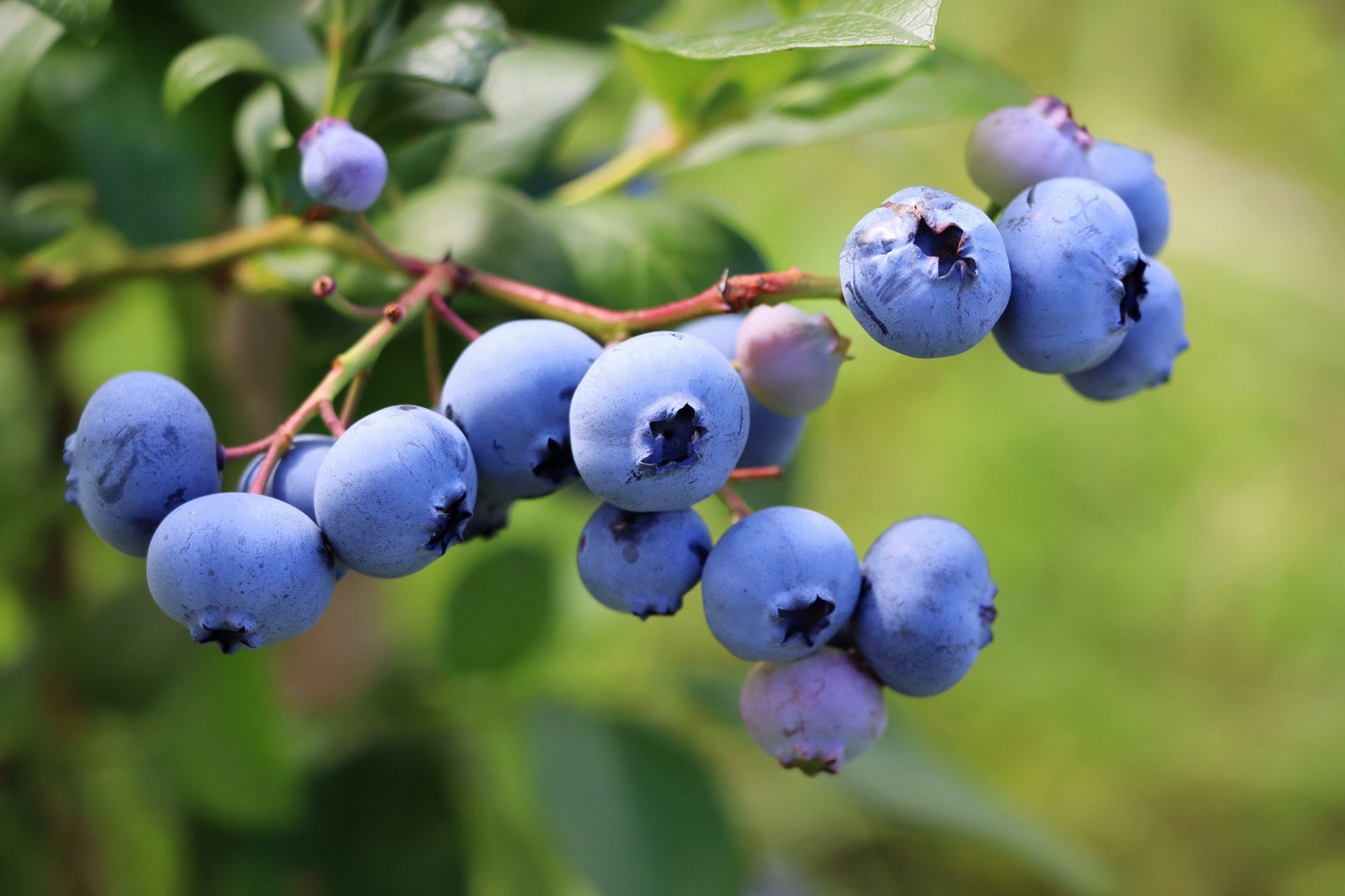 branch from a blueberry bush bearing round blue fruits growing outside